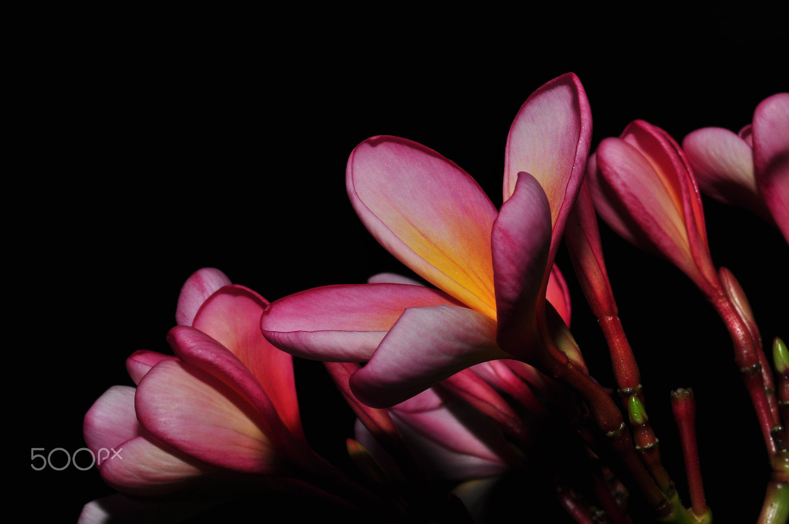 Nikon D90 + Sigma 50mm F2.8 EX DG Macro sample photo. Flowers at night  photography