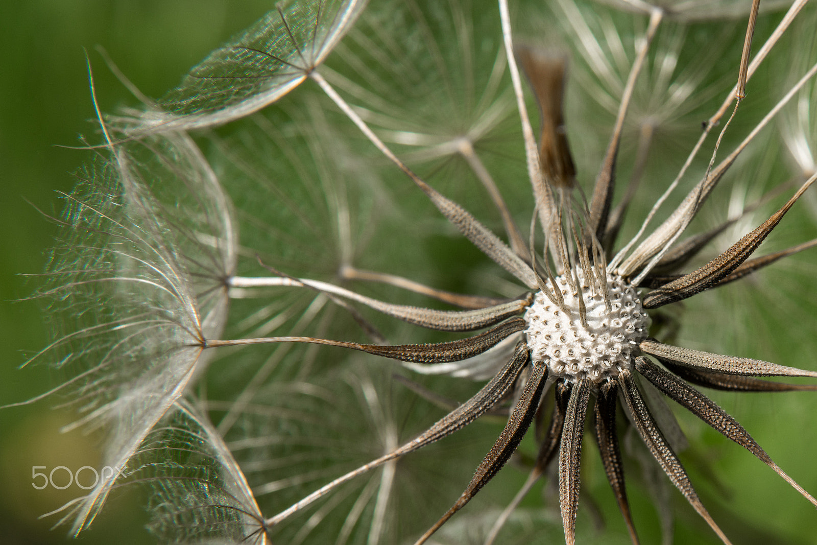 24-105mm F4 G SSM OSS sample photo. Giant dandelion in sweden photography