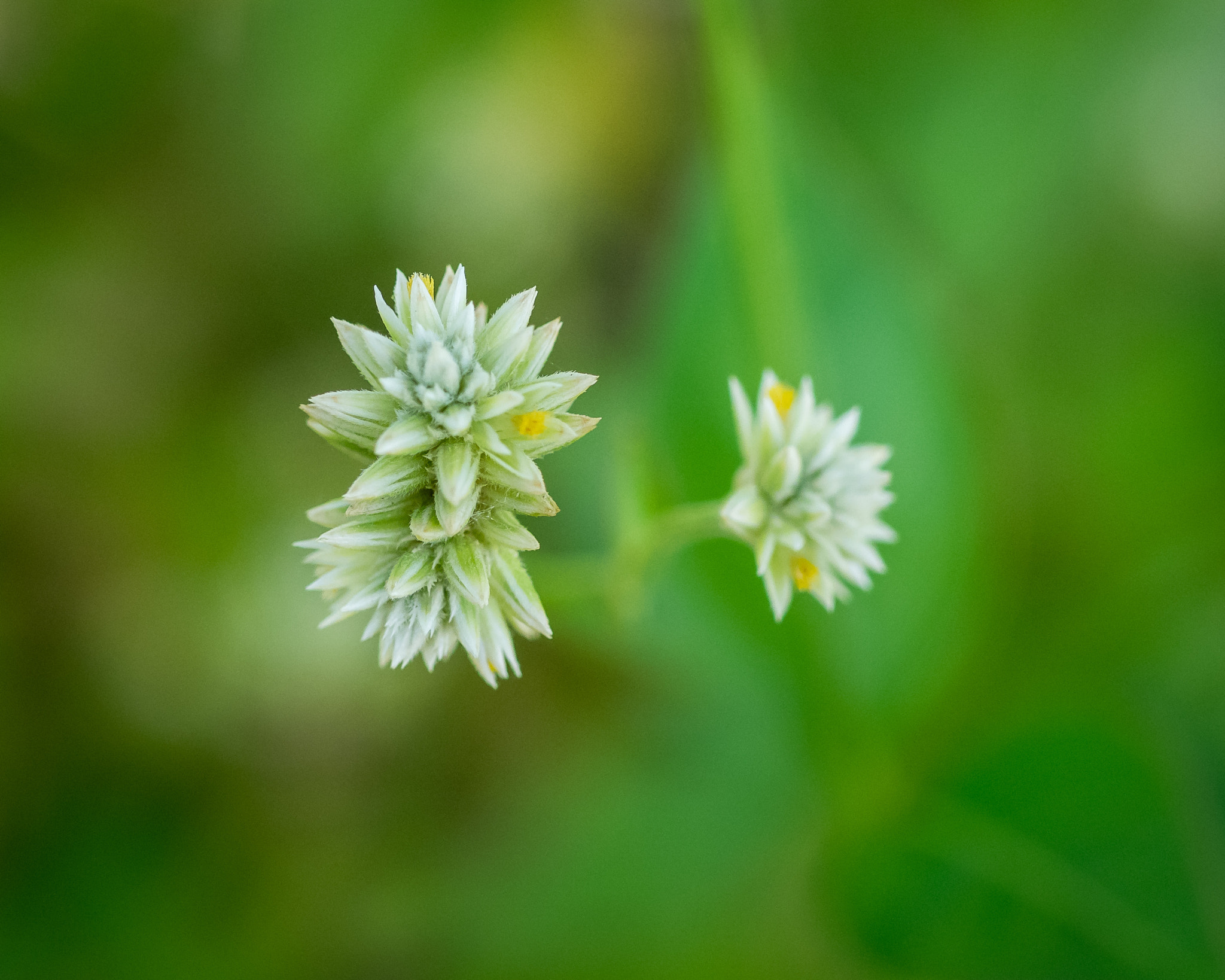 Olympus OM-D E-M1 + OLYMPUS 50mm Lens sample photo. Wild flower photography