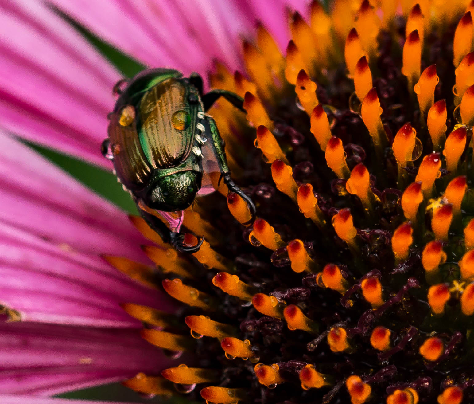 Sony SLT-A65 (SLT-A65V) + 105mm F2.8 sample photo. Subflower (of ) photography