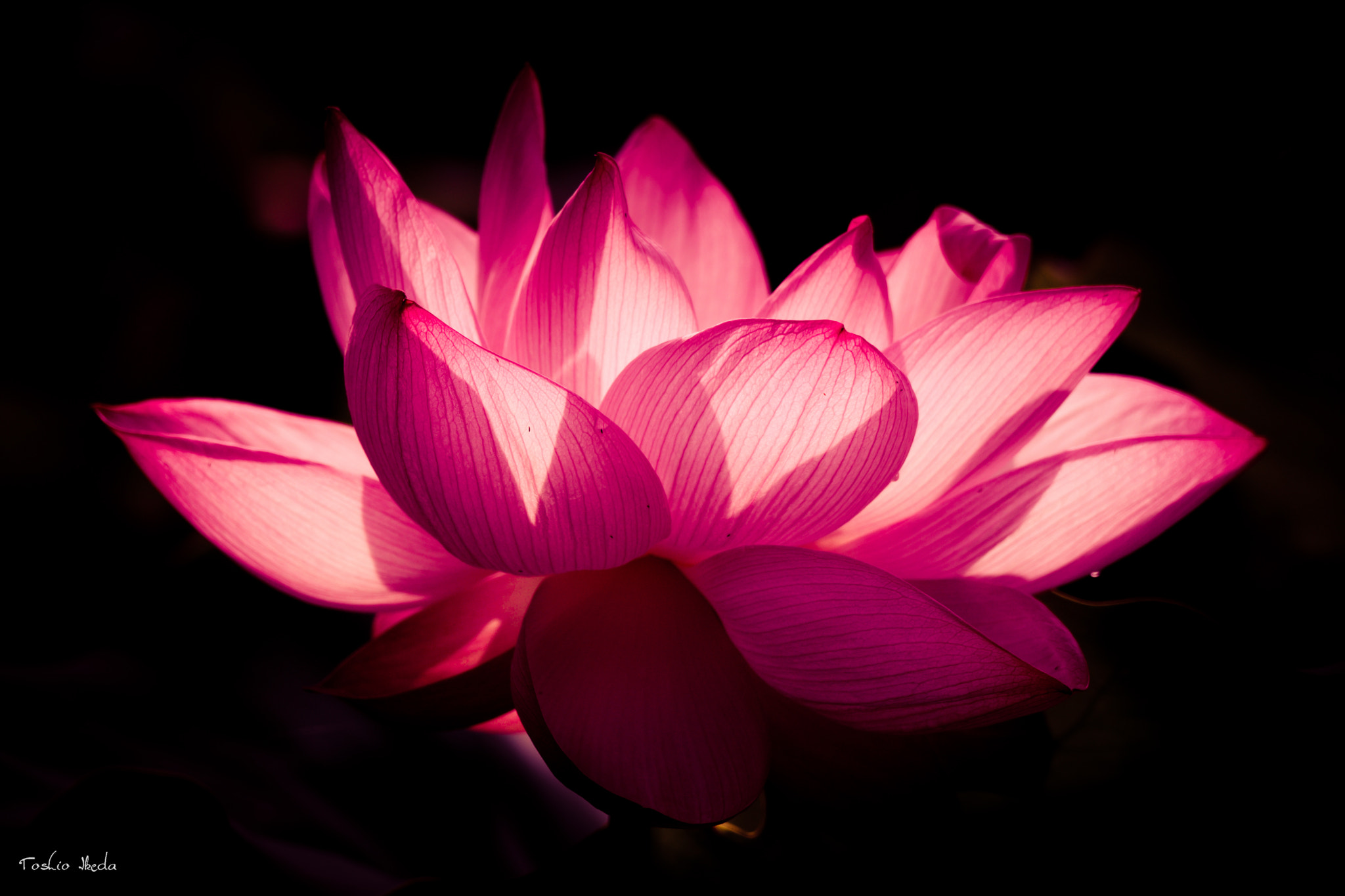 Sony 70-300mm F4.5-5.6 G SSM sample photo. The lotus 2016 photography