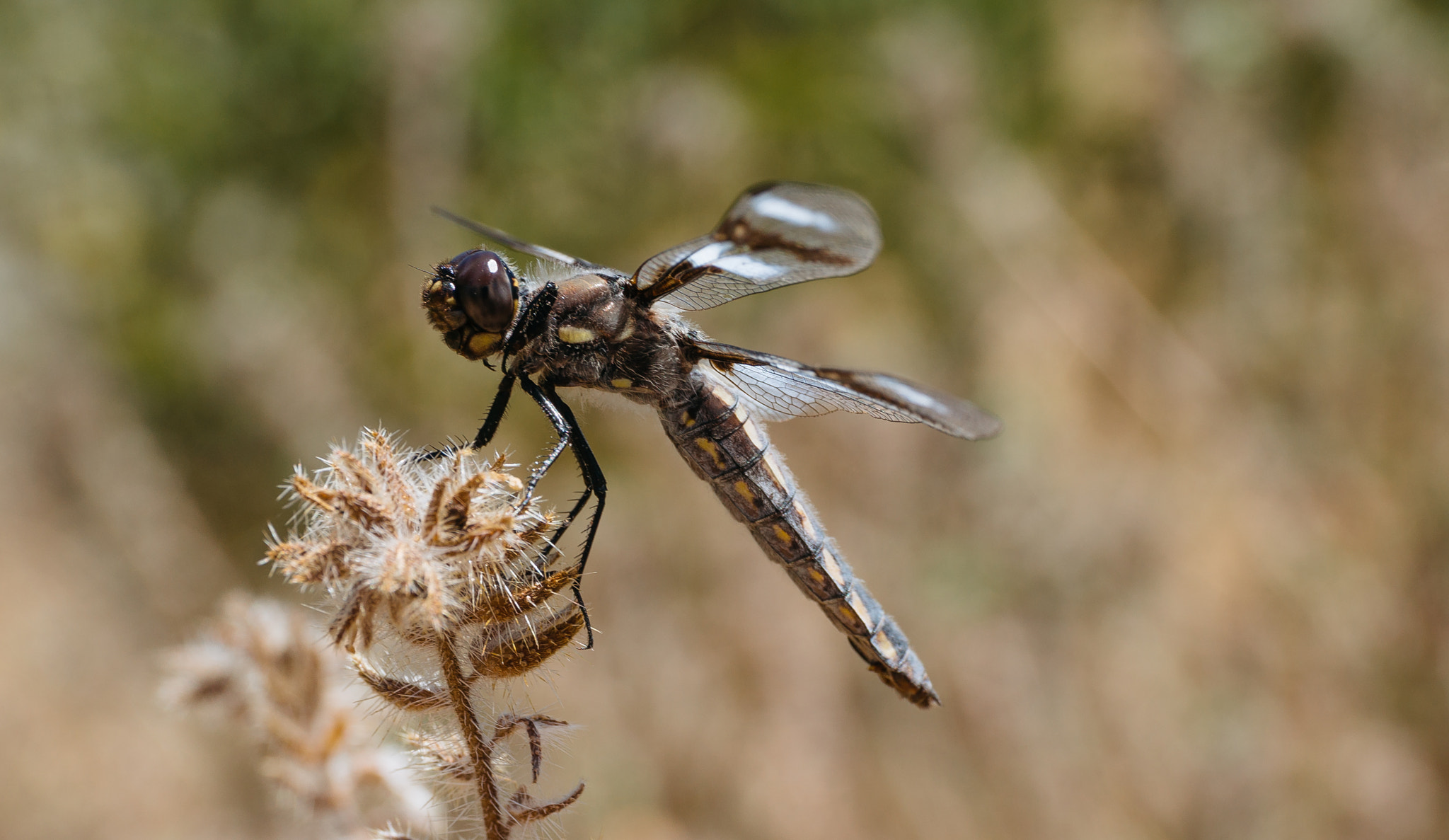 Sony Alpha NEX-6 + E 50mm F2.8 sample photo. Macro 5 photography