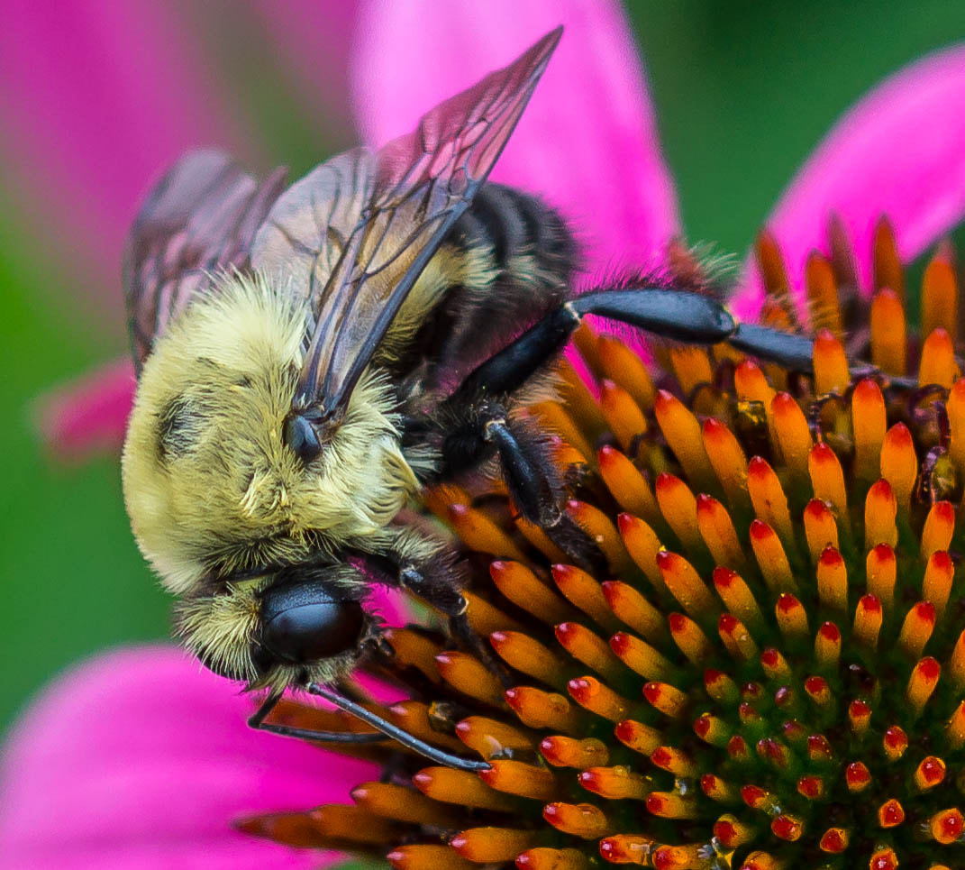 Sony SLT-A65 (SLT-A65V) + 105mm F2.8 sample photo. Subflower (of ) photography