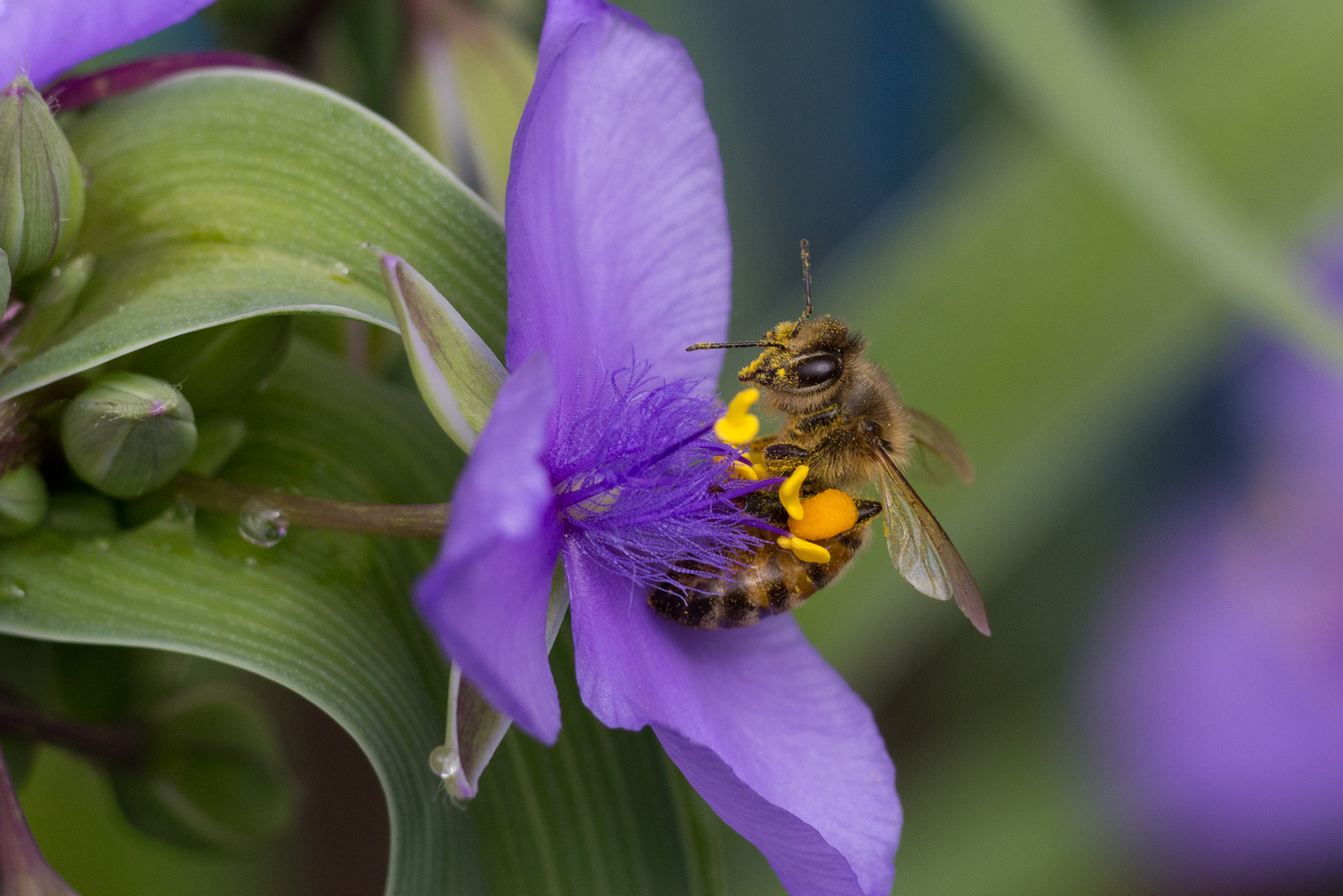 Canon EOS 60D + Canon EF 200mm F2.8L II USM sample photo. Dusty face photography