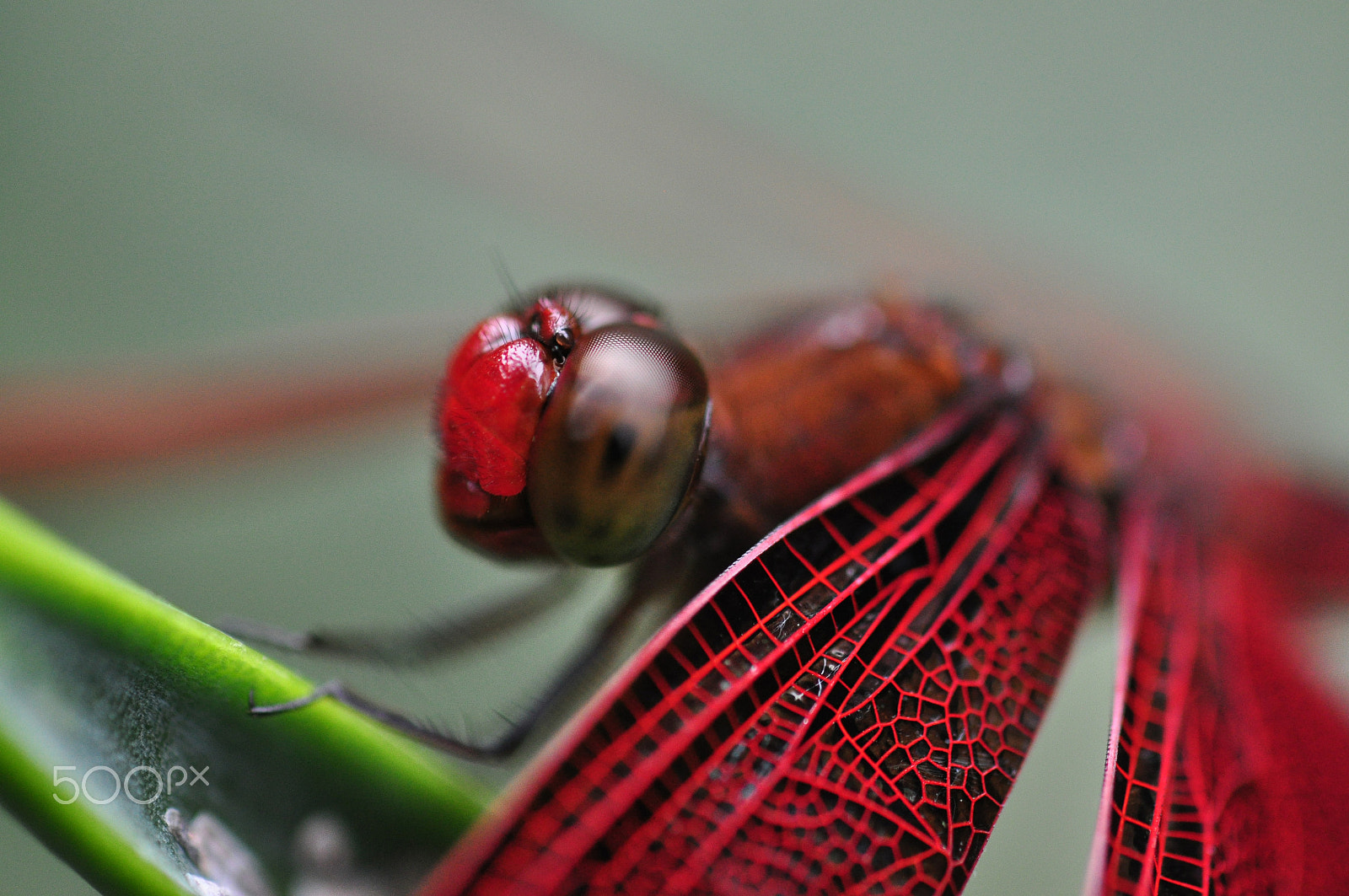 Nikon D90 + Sigma 50mm F2.8 EX DG Macro sample photo. Macro dragonfly  photography