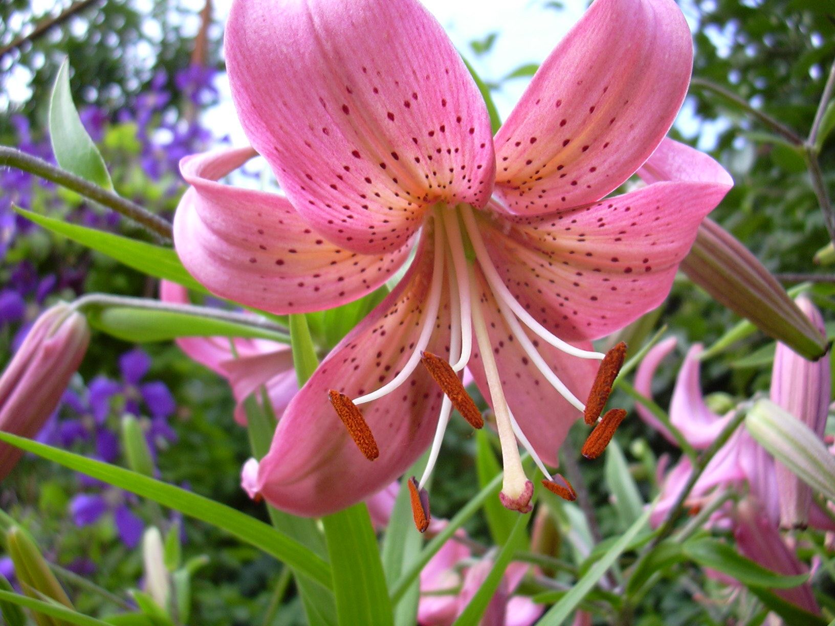 Nikon E2000 sample photo. саранки photography