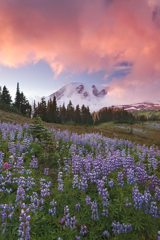 Peek A Boo Rainier... by Jeremy Cram / 500px