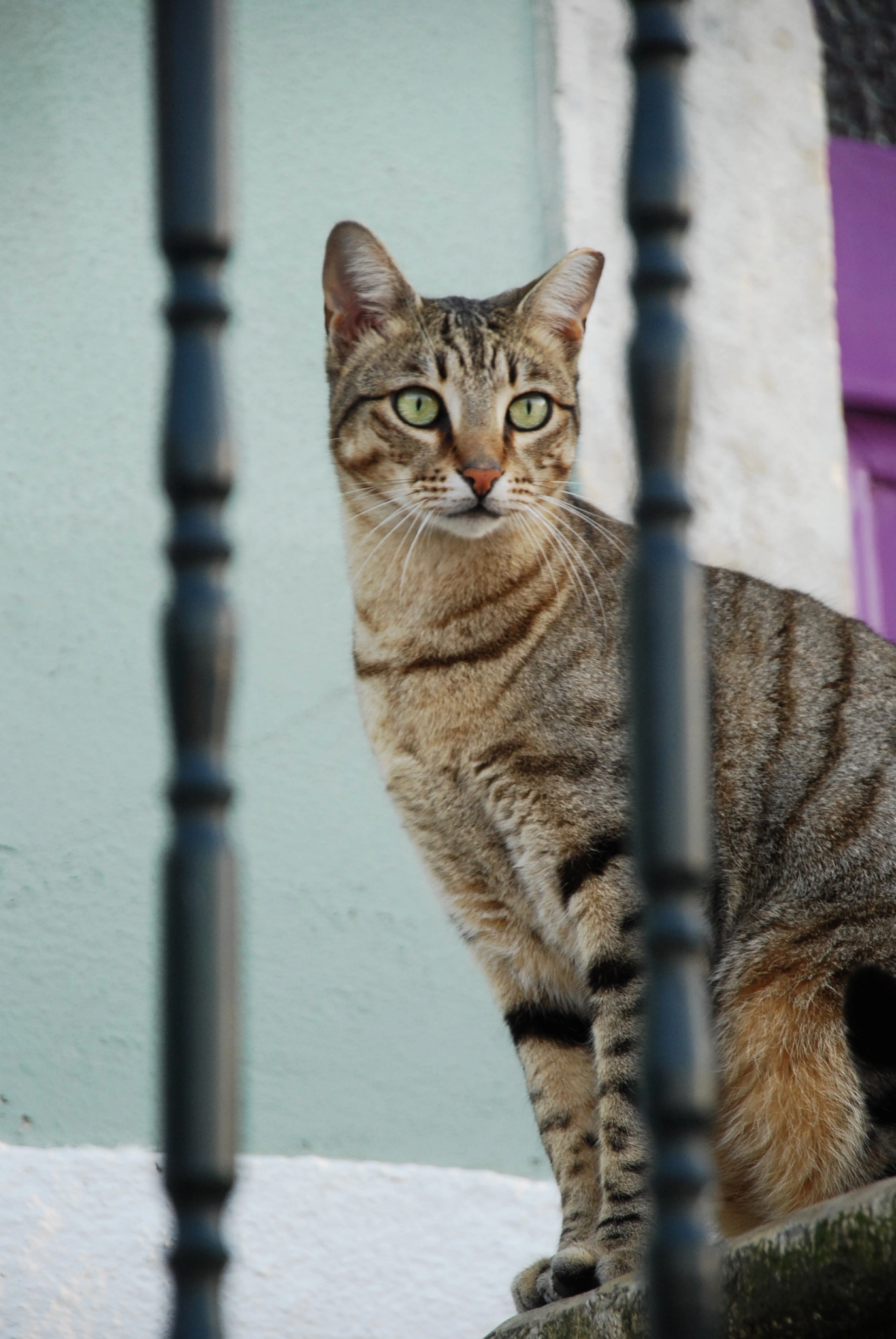 Nikon D40X sample photo