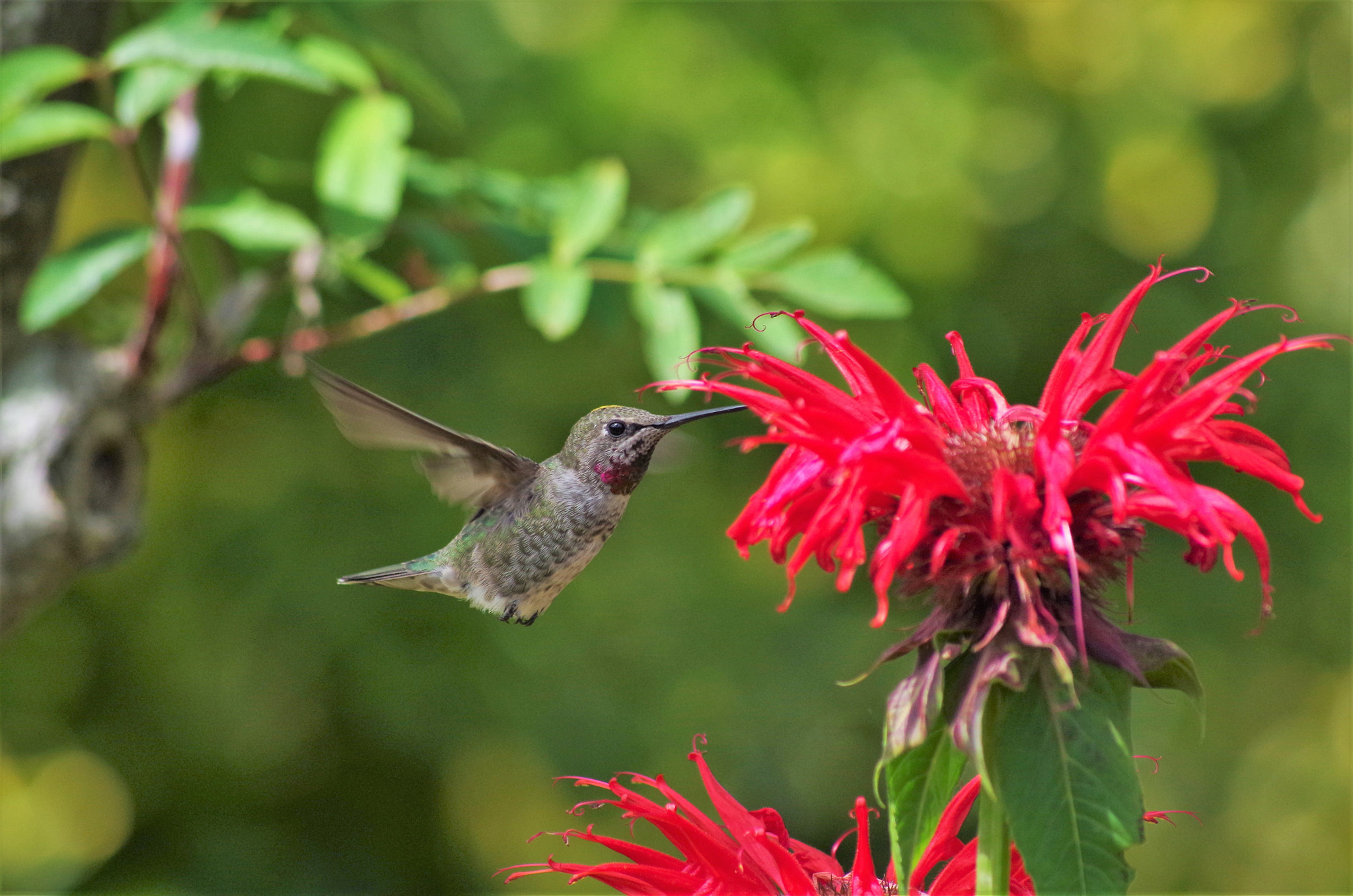 Pentax K-30 + smc PENTAX-FA 100-300mm F4.7-5.8 sample photo. Hummingbird photography