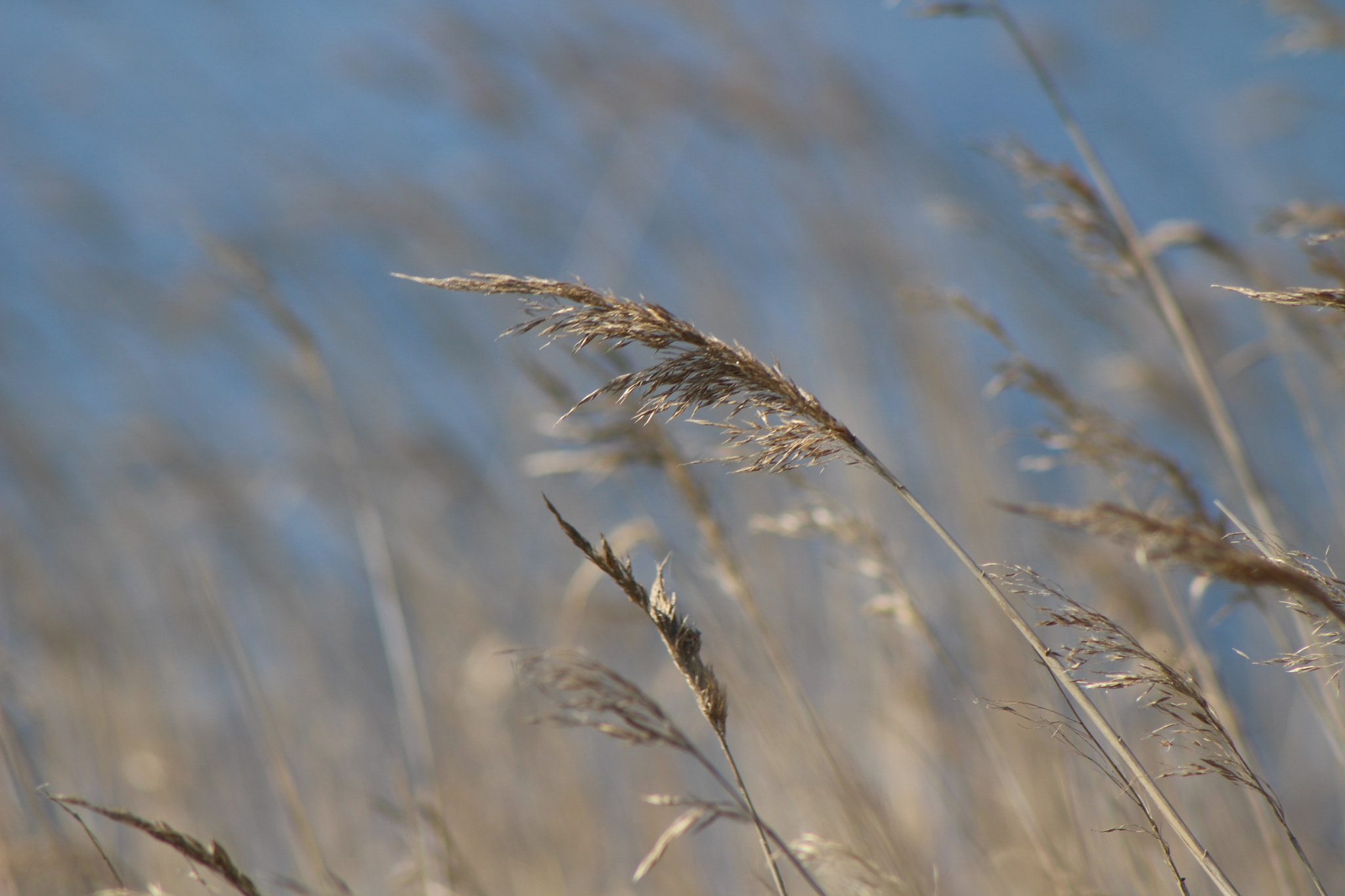 Canon EF 100-300mm F4.5-5.6 USM sample photo. Next to the ocean photography