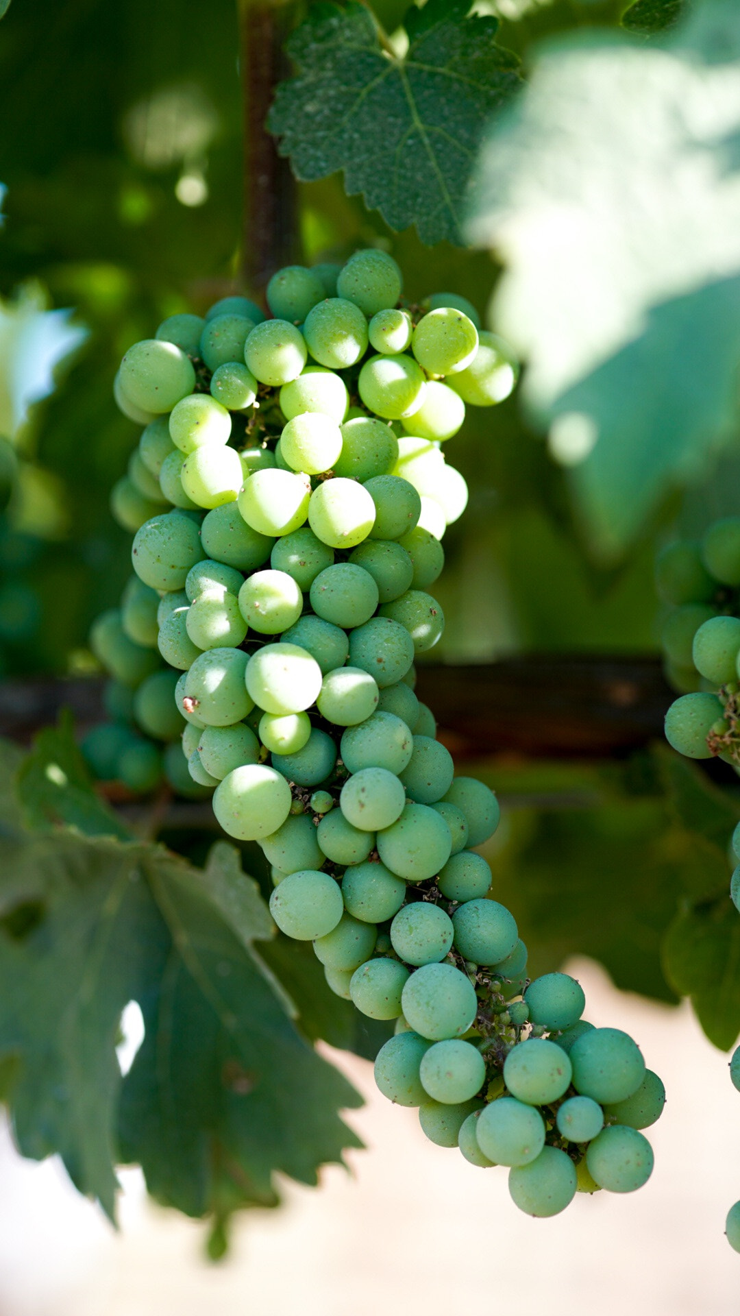 Minolta AF 100mm F2.8 Macro [New] sample photo. Napa valley vineyard photography