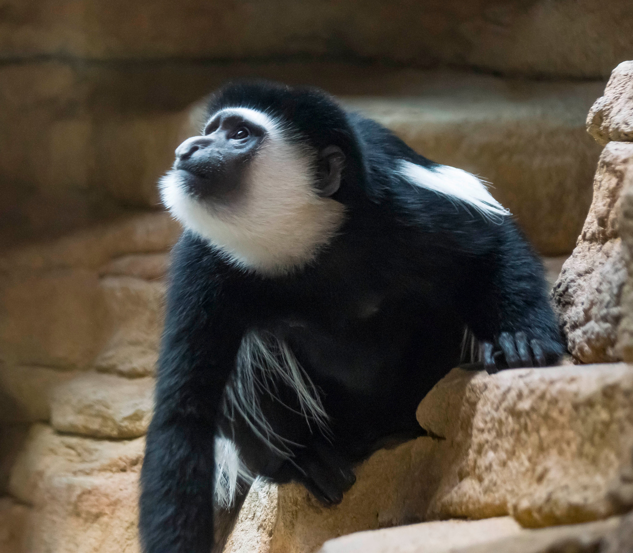 Sony DT 55-300mm F4.5-5.6 SAM sample photo. Monkey photography