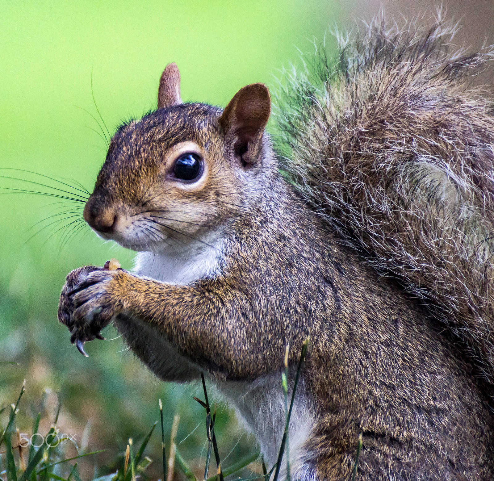 Sony DT 55-300mm F4.5-5.6 SAM sample photo. Squirrel photography