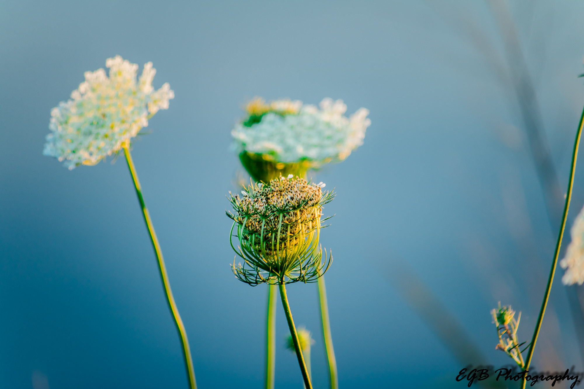Canon EF-S 55-250mm F4-5.6 IS sample photo. Alive photography