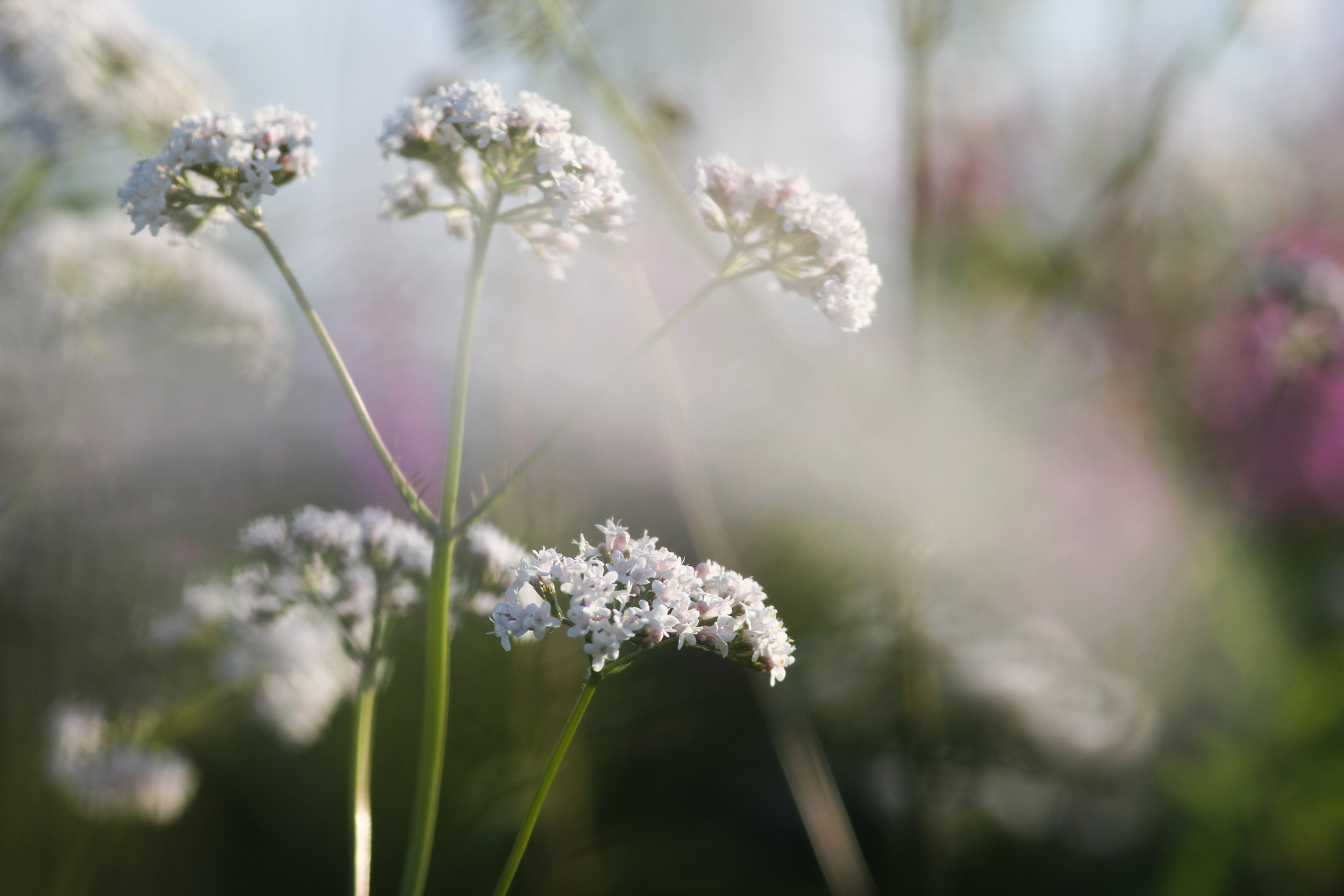 Sigma 105mm F2.8 EX DG Macro sample photo. Like a fairy tale - comme un conte de fée photography