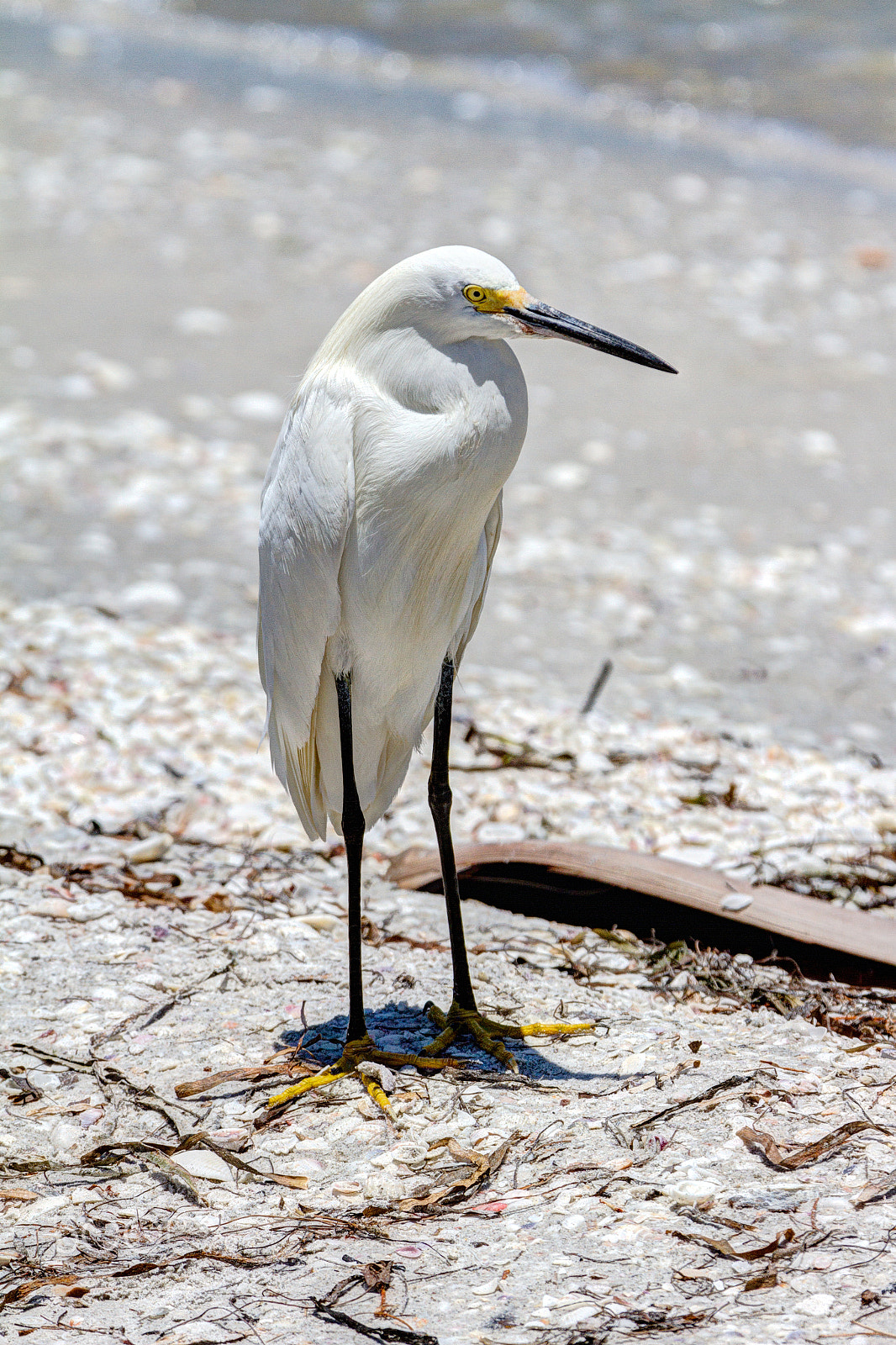 Canon EF 70-200mm F2.8L IS II USM sample photo. Snowy egret photography