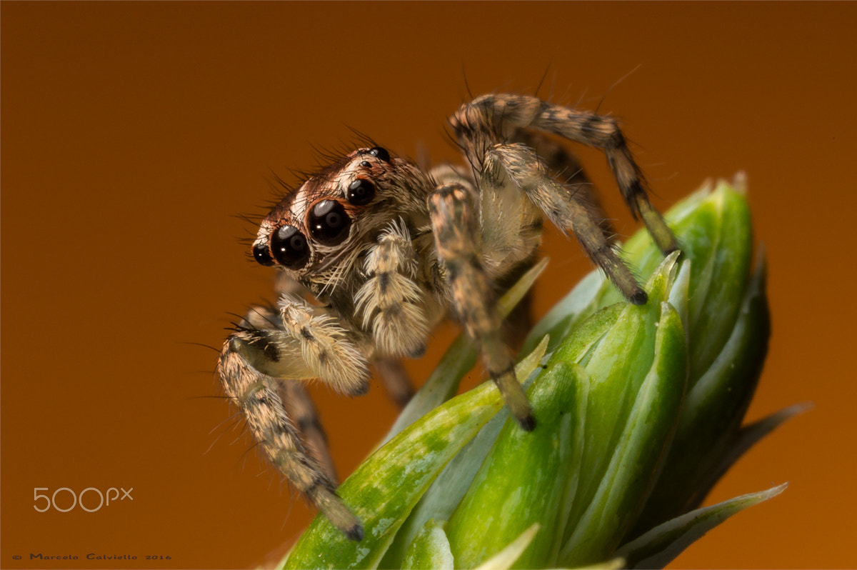 Canon MP-E 65mm F2.5 1-5x Macro Photo sample photo. Saltarina photography