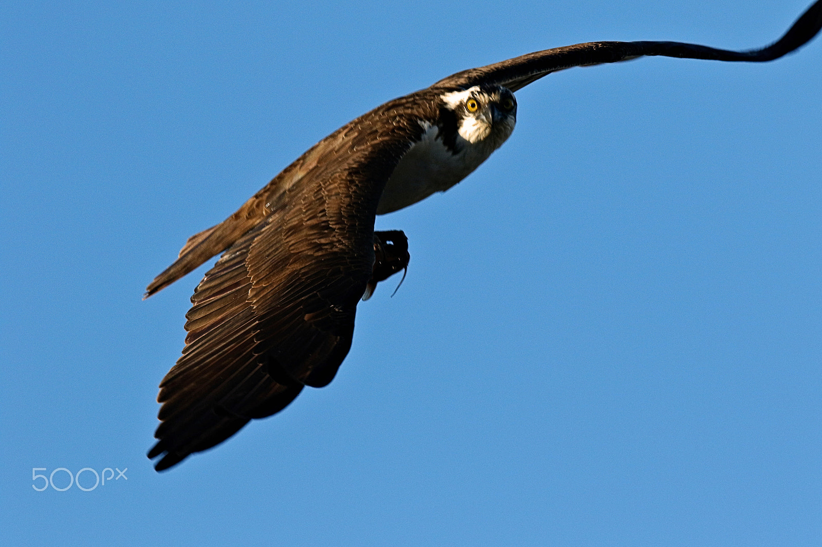Canon EF 400mm F4 DO IS II USM sample photo. Osprey with catfish ii photography