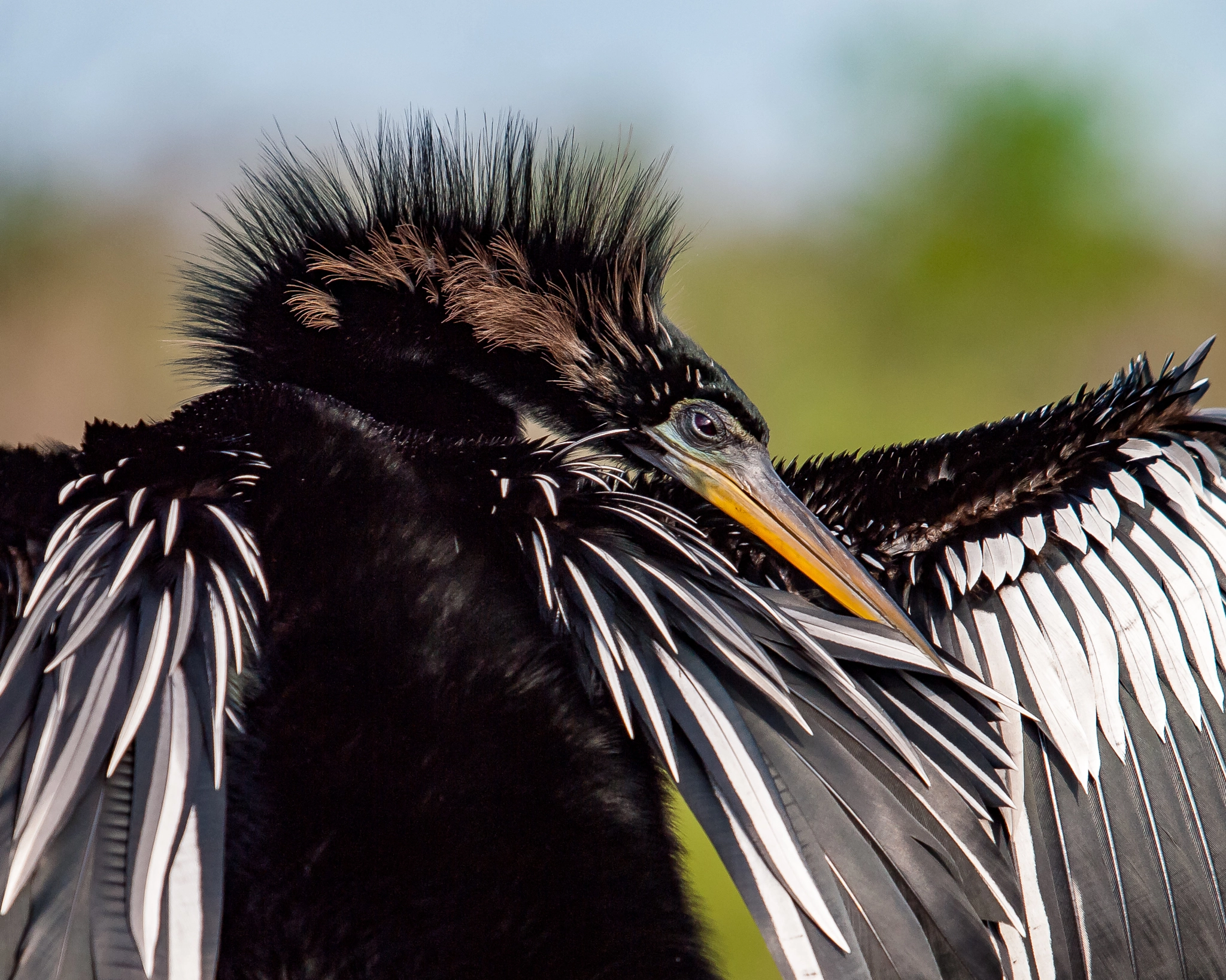 Olympus E-620 (EVOLT E-620) sample photo. Male anhinga preening photography