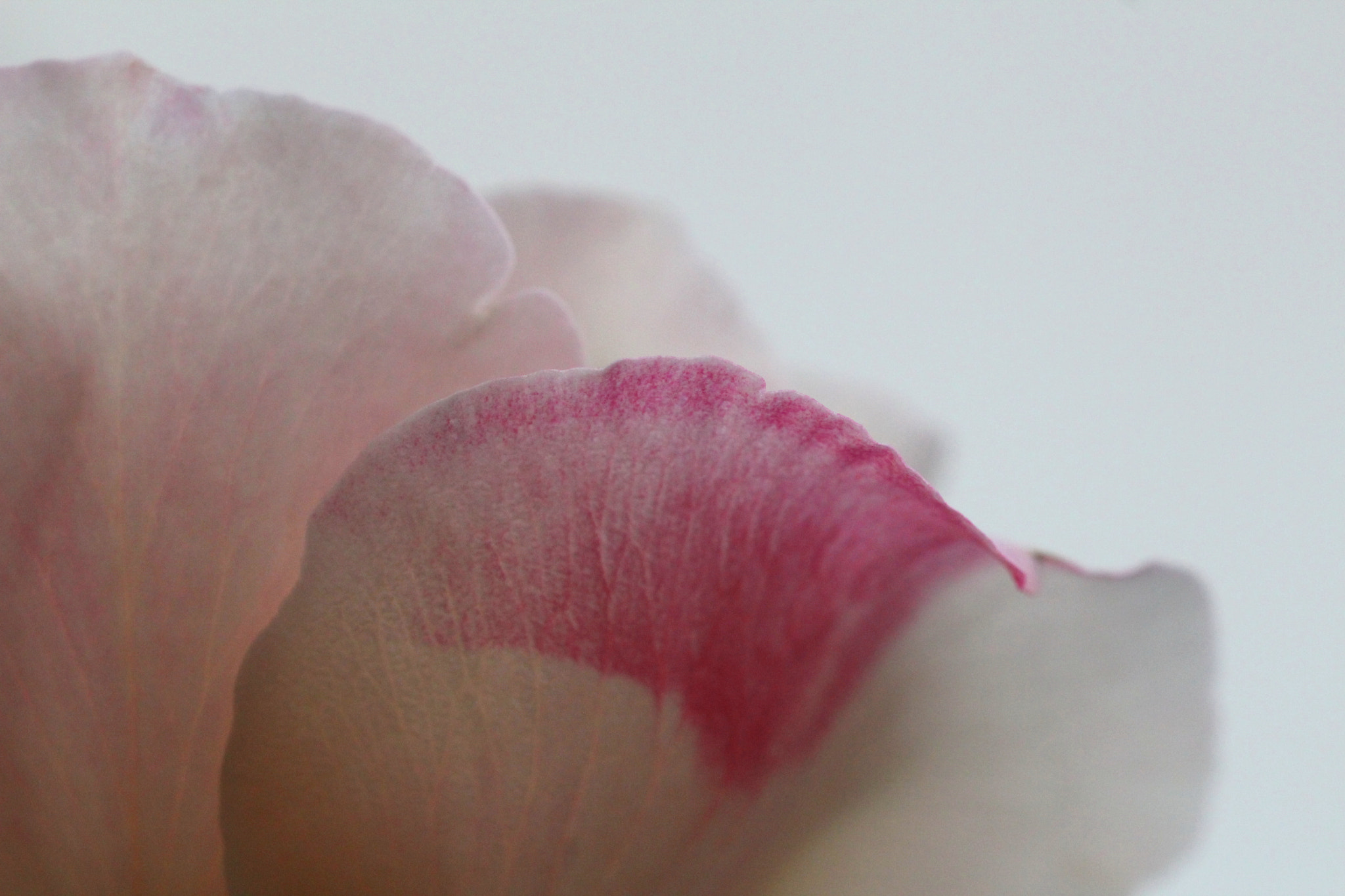 Sigma 150mm f/2.8 EX DG OS HSM APO Macro sample photo. Pétala photography