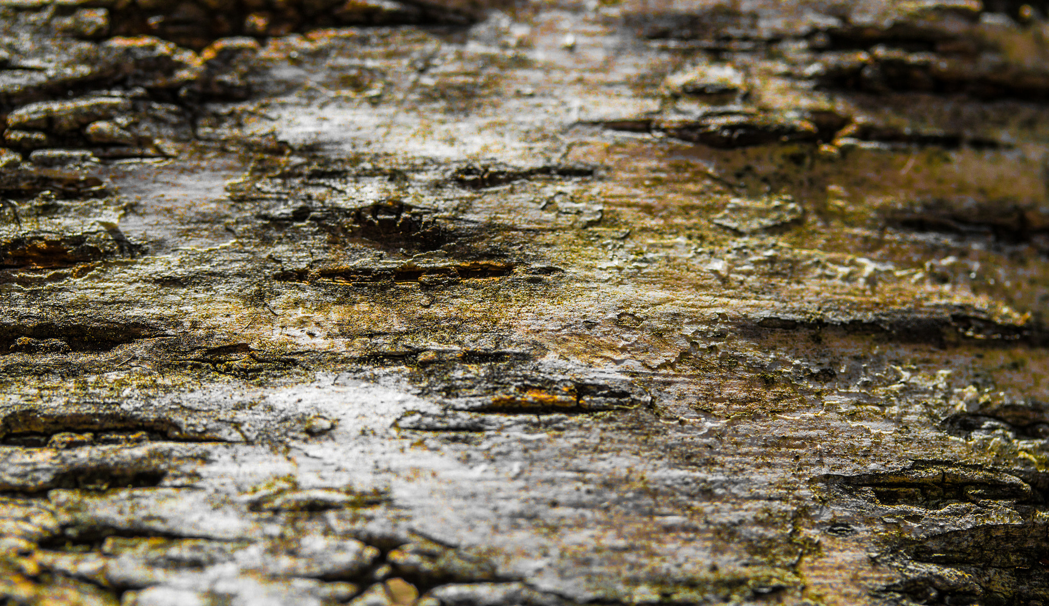Canon EF-S 60mm F2.8 Macro USM sample photo. Textures in linear bark photography