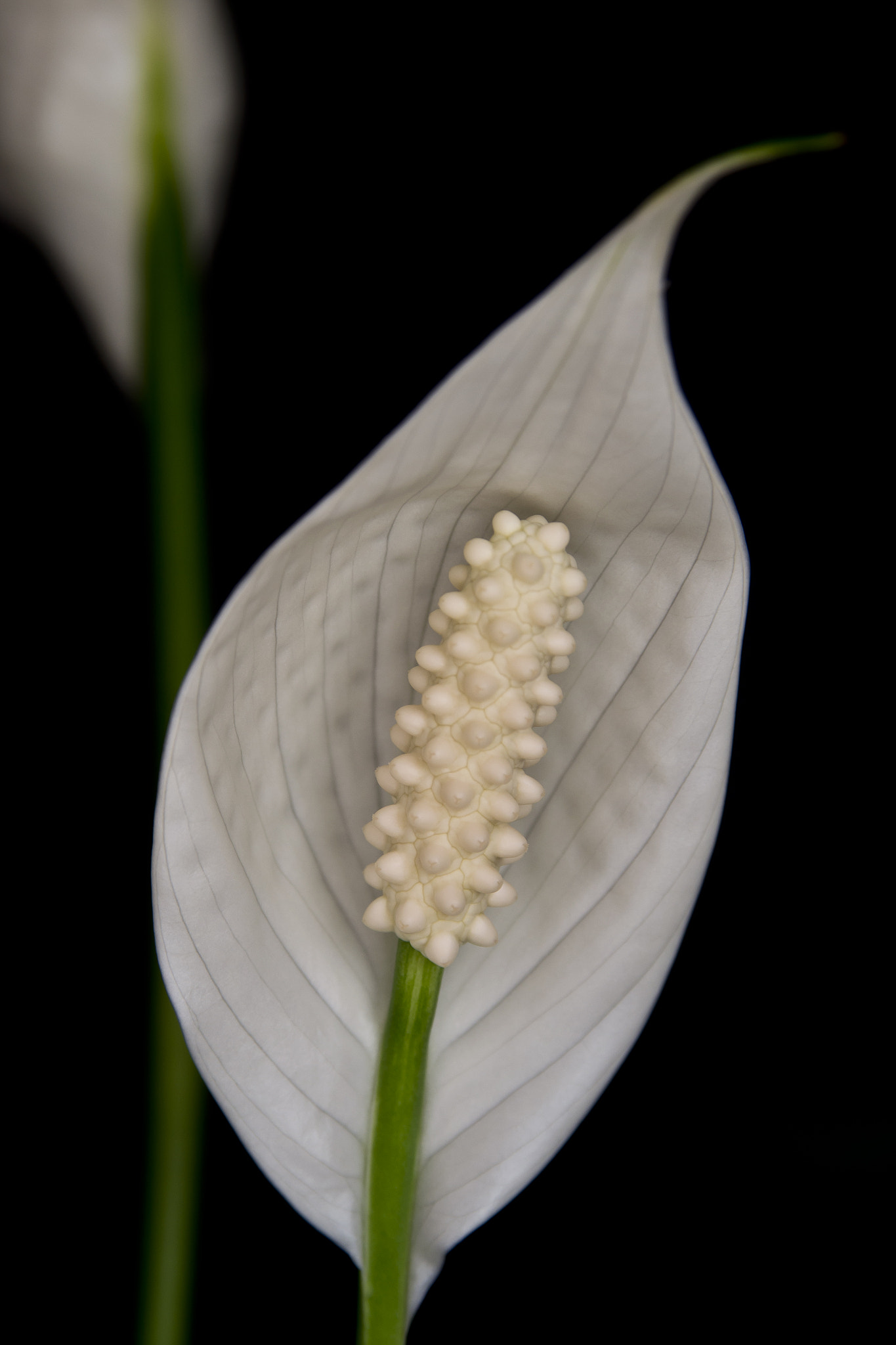 AF Zoom-Nikkor 28-105mm f/3.5-4.5D IF sample photo. Peace lily bloom 1 photography