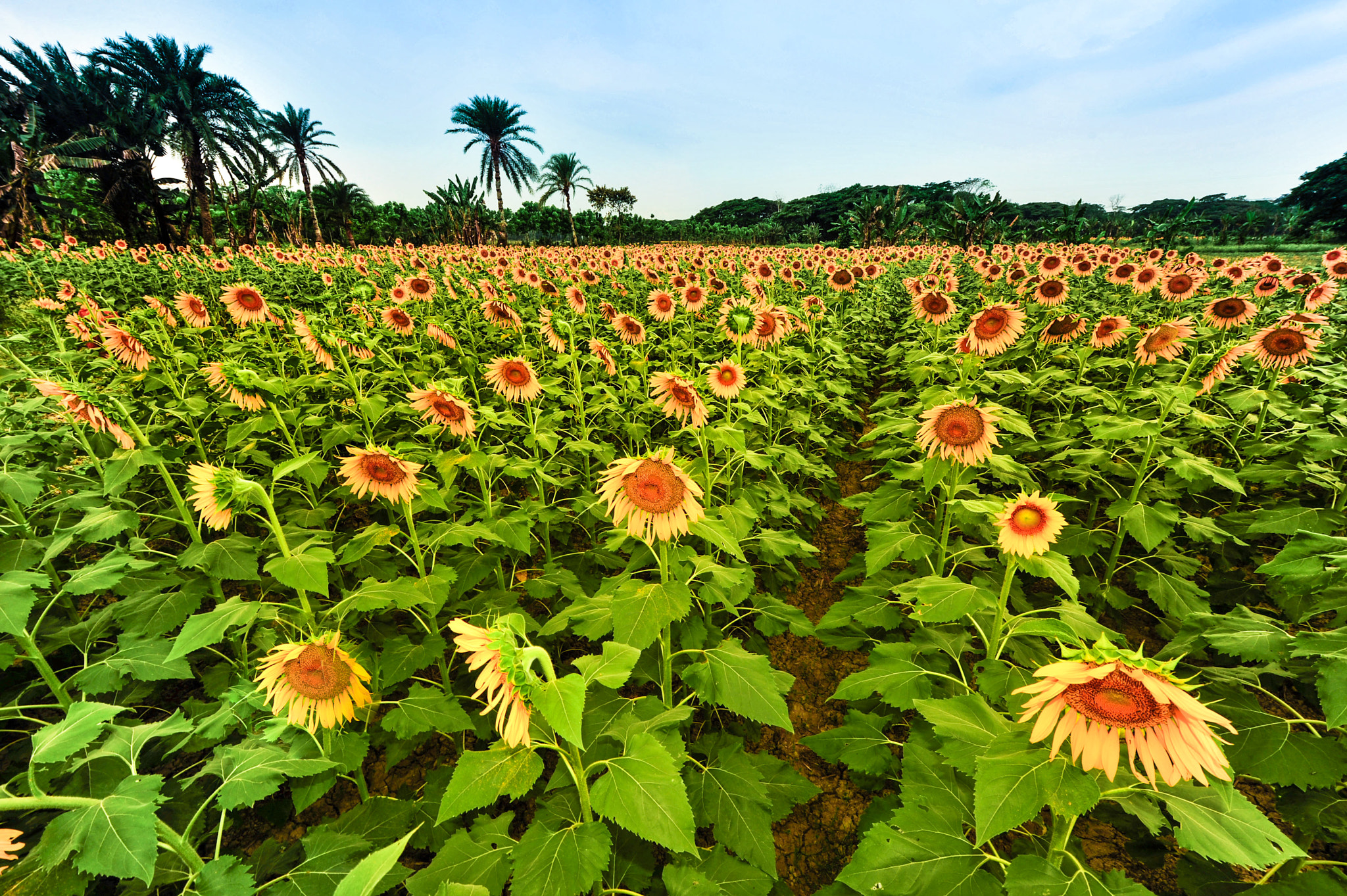 Nikon D3S + Nikon AF-S Nikkor 16-35mm F4G ED VR sample photo. Sunflower garden in kuakata, bangladesh photography