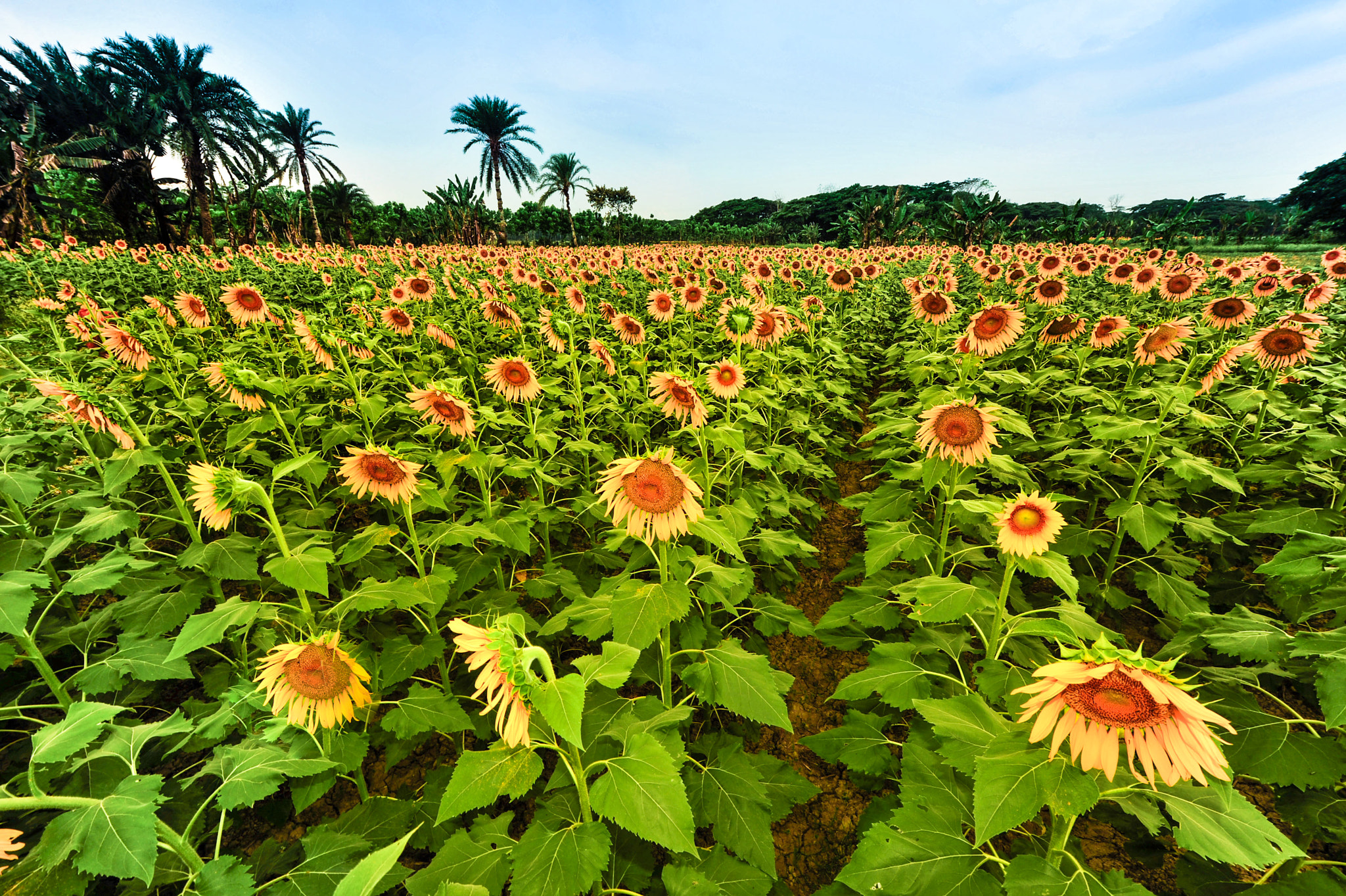 Nikon D3S sample photo. Sunflower garden in kuakata, bangladesh photography