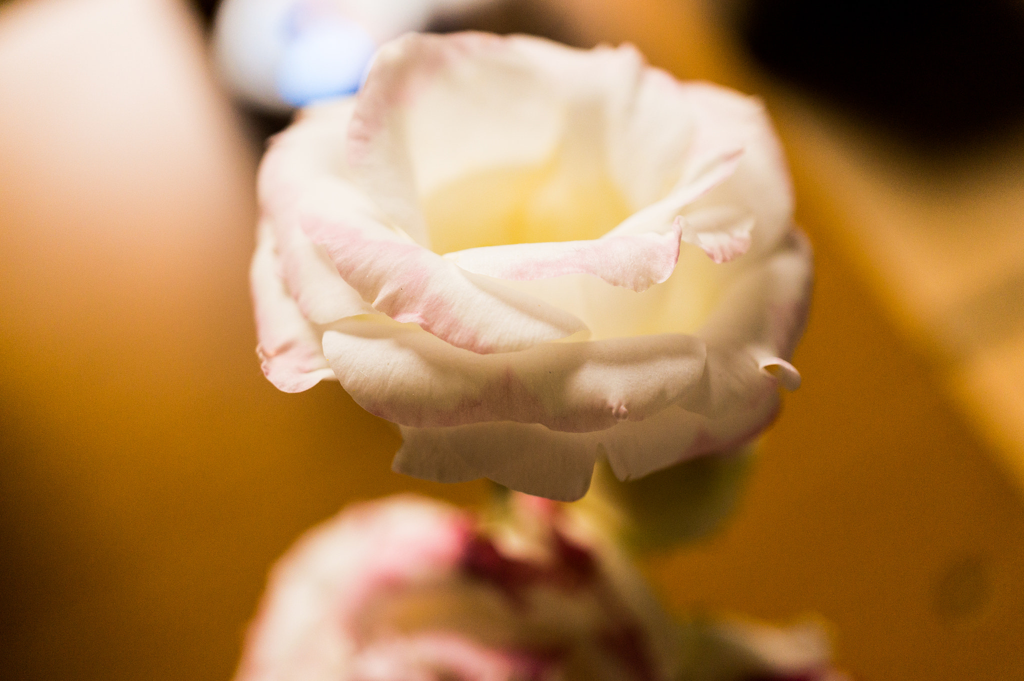 Sony Alpha NEX-5T + Sony E 30mm F3.5 Macro sample photo. Heart photography