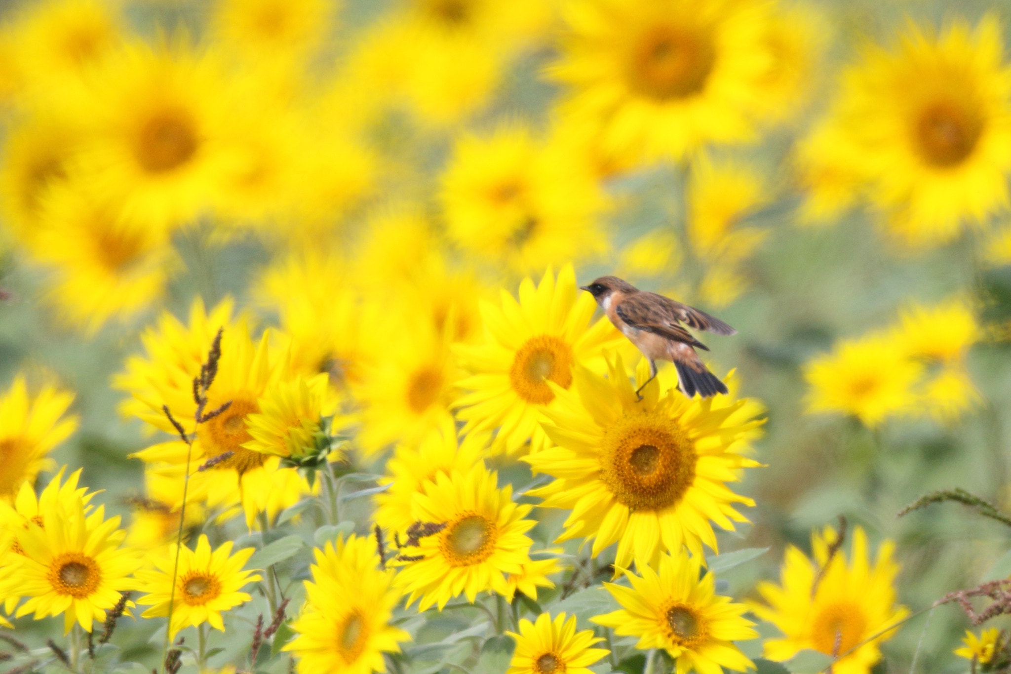 Canon EF 800mm F5.6L IS USM sample photo. ノビタキ 探して− photography