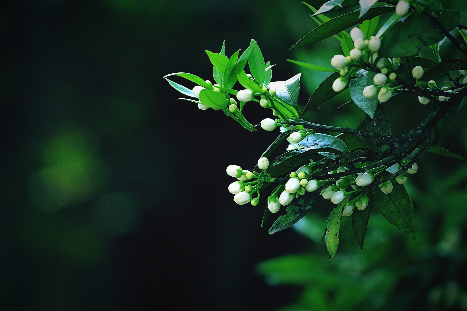 Canon EF 70-200mm F4L USM sample photo