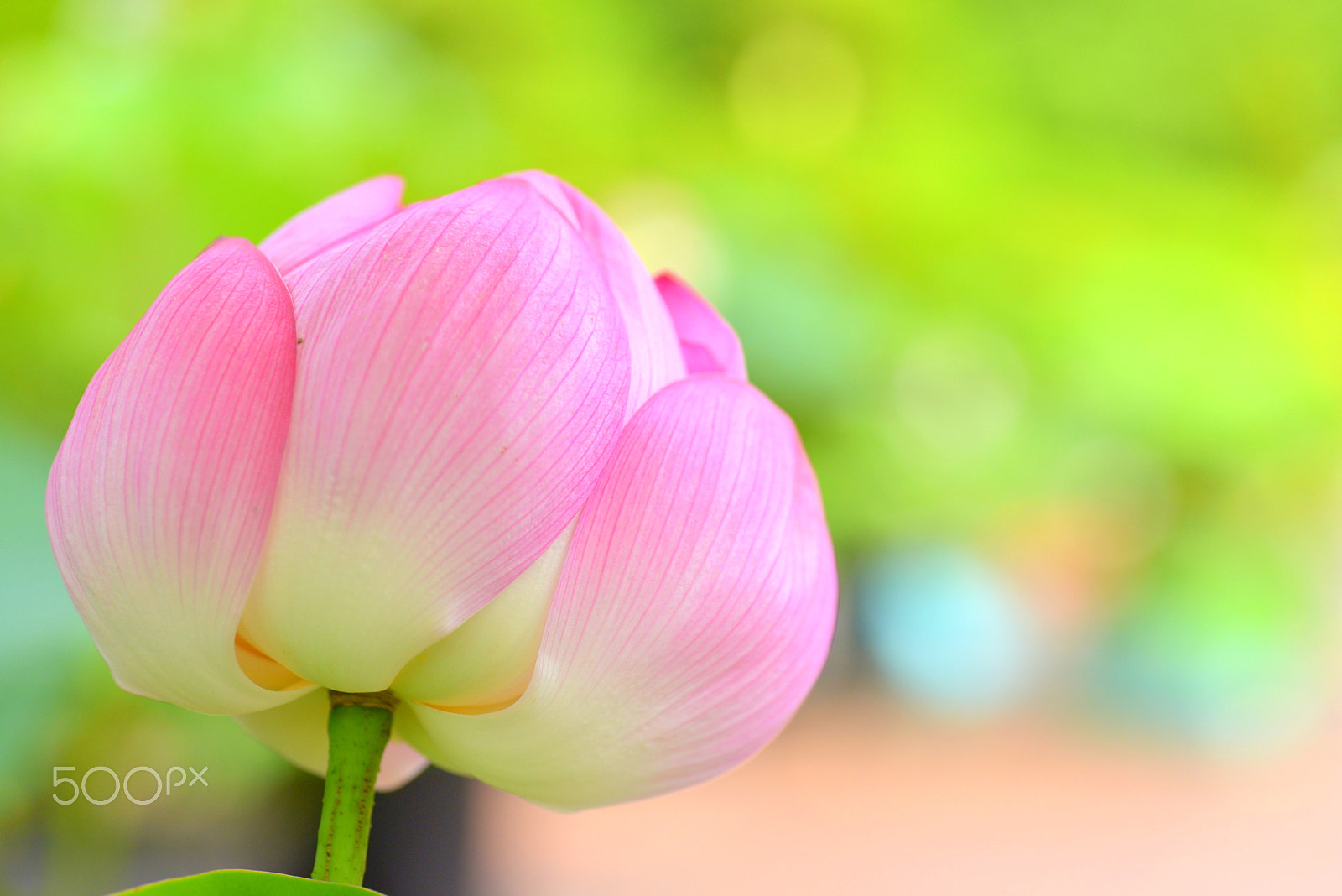 Nikon D600 sample photo. Flower in heaven photography