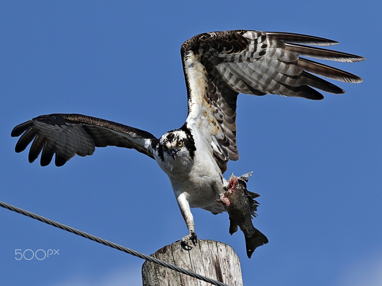 Canon EF 400mm F4 DO IS II USM sample photo. A good pearch for a fish dinner photography