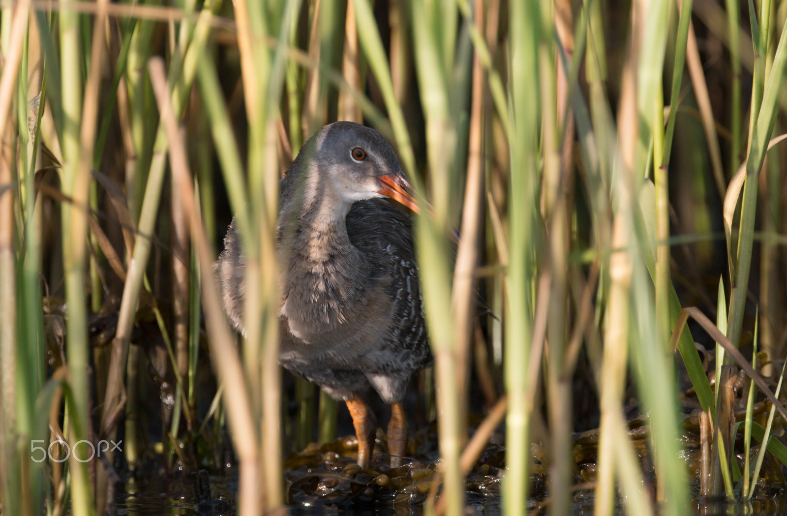 Canon EOS 70D + Canon EF 400mm F4 DO IS II USM sample photo. Clapper rail photography