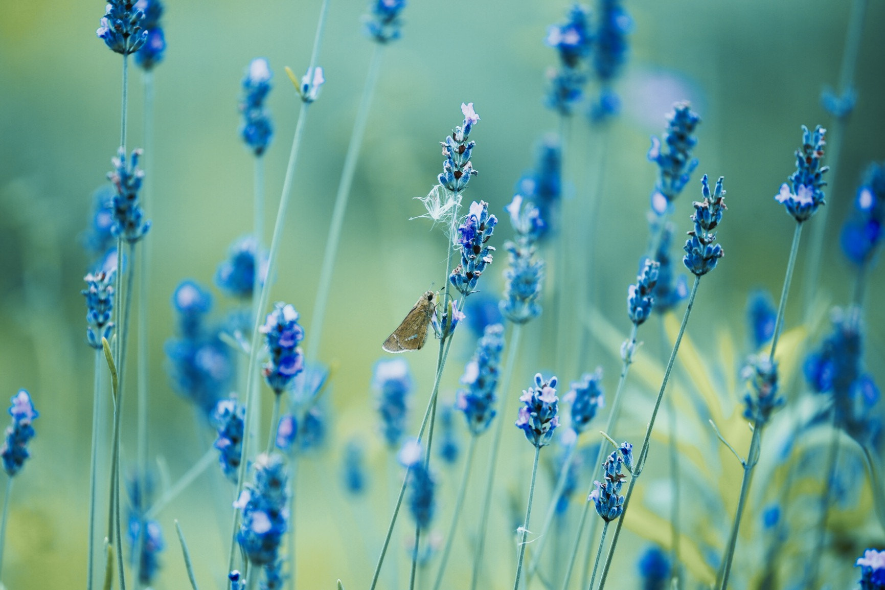 Canon EF 180mm F3.5L Macro USM sample photo. Lavender photography