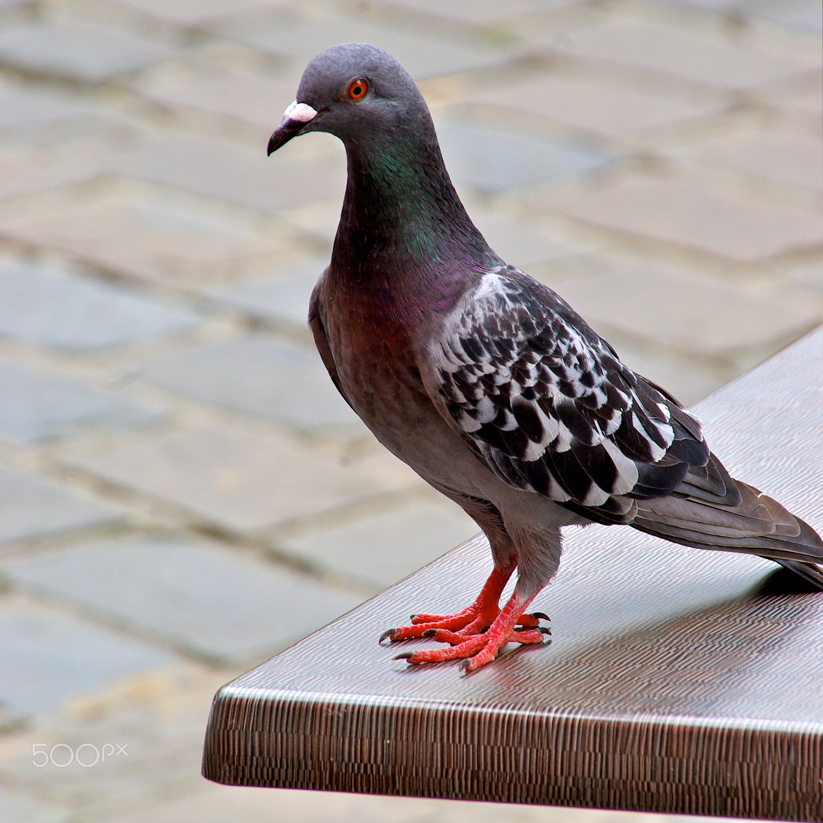 Pentax K10D sample photo. Proud ... photography