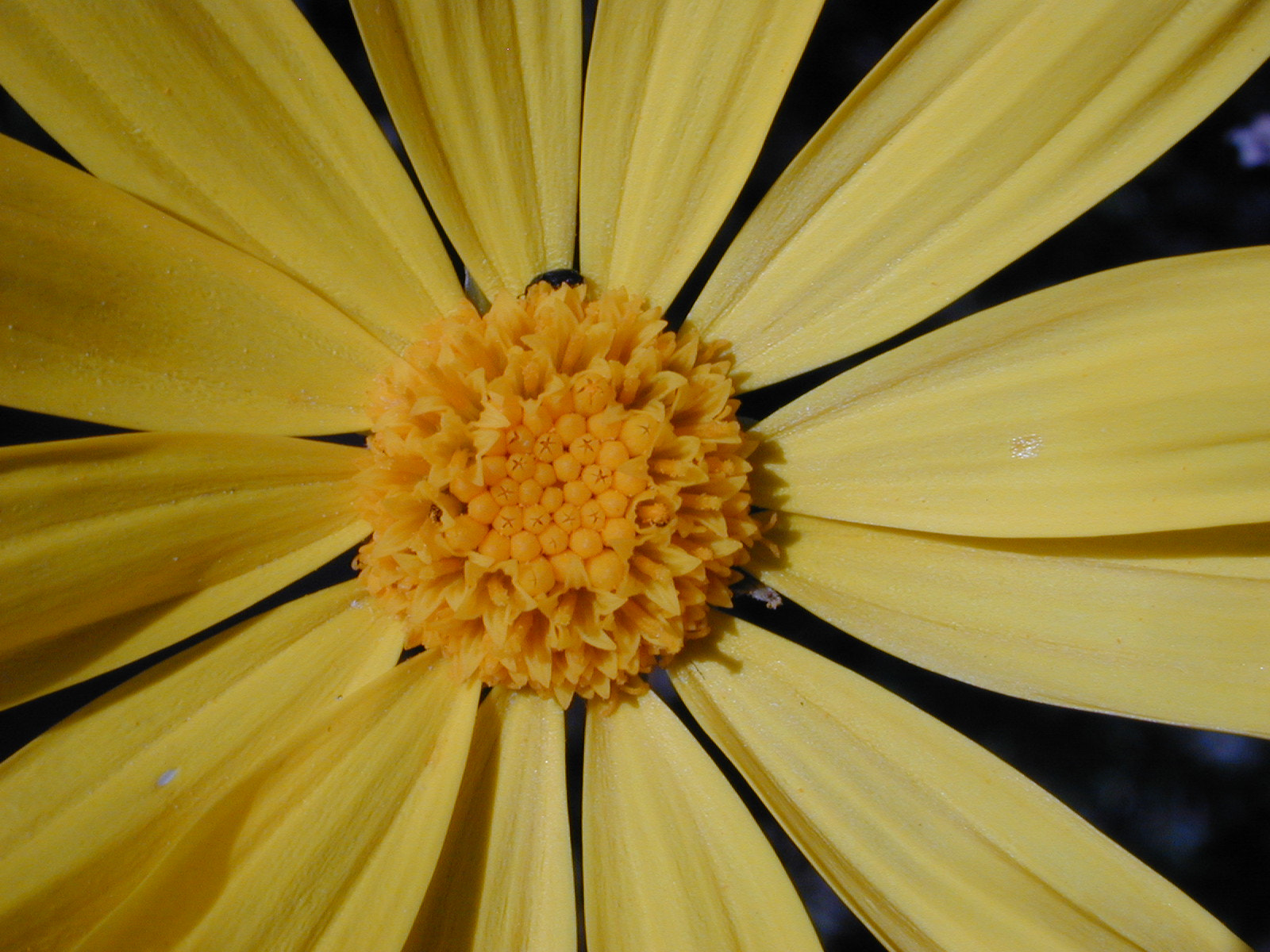 Nikon E950 sample photo. Yellow flower photography