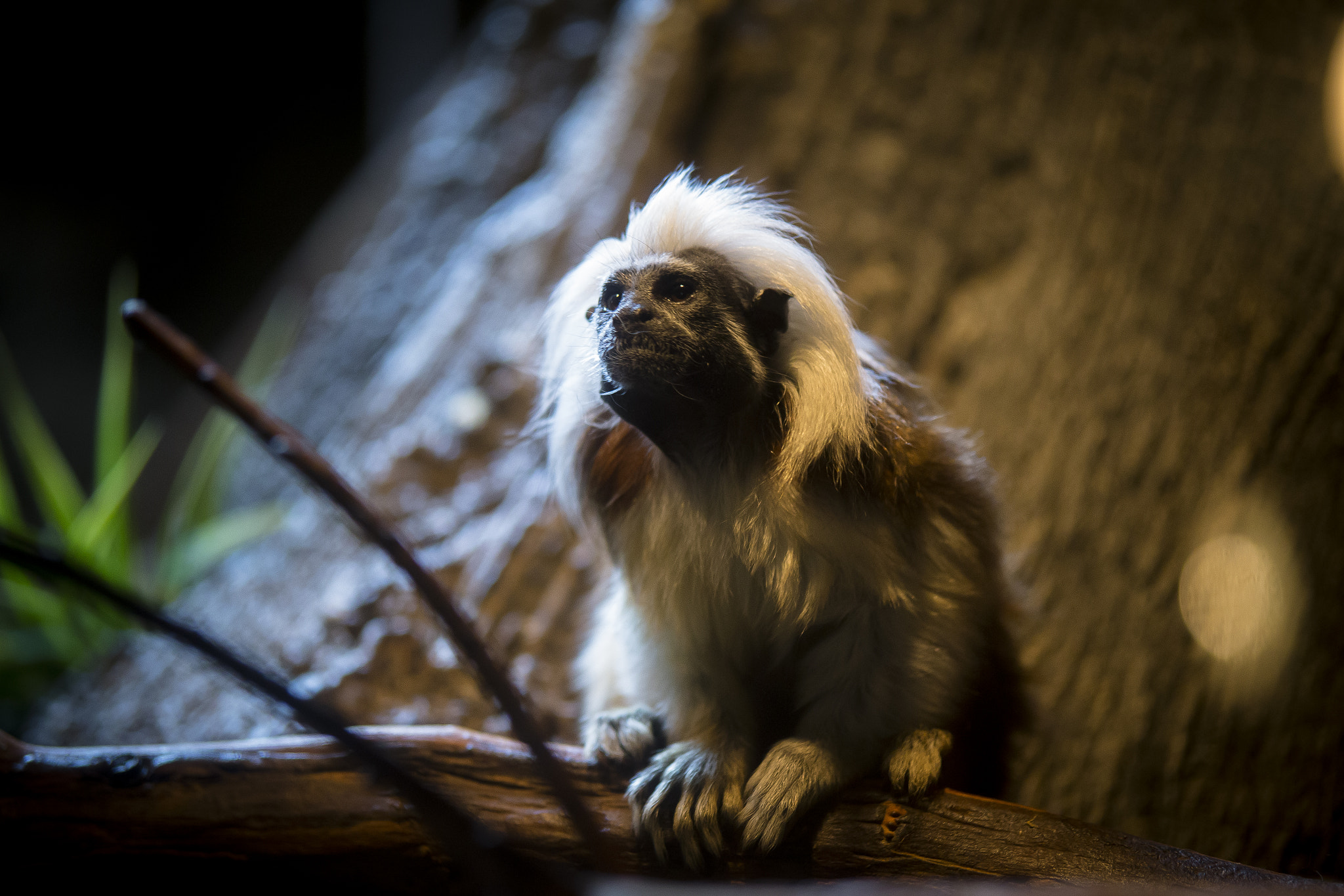 Tamron SP AF 70-200mm F2.8 Di LD (IF) MACRO sample photo. Cotton-top tamarin photography