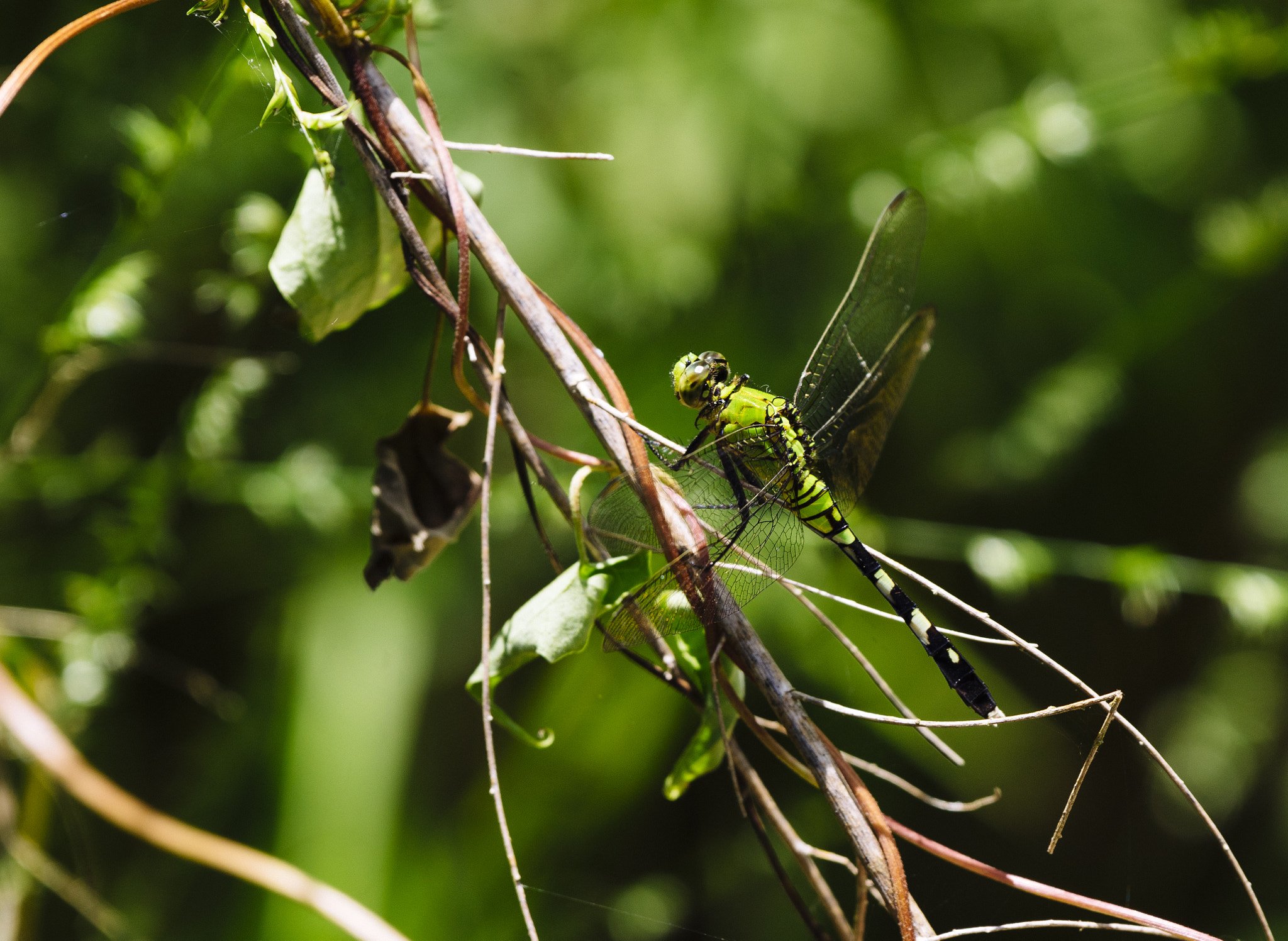 Sony a7 II + Sony 70-300mm F4.5-5.6 G SSM sample photo. Dragonfly in houston national forest photography