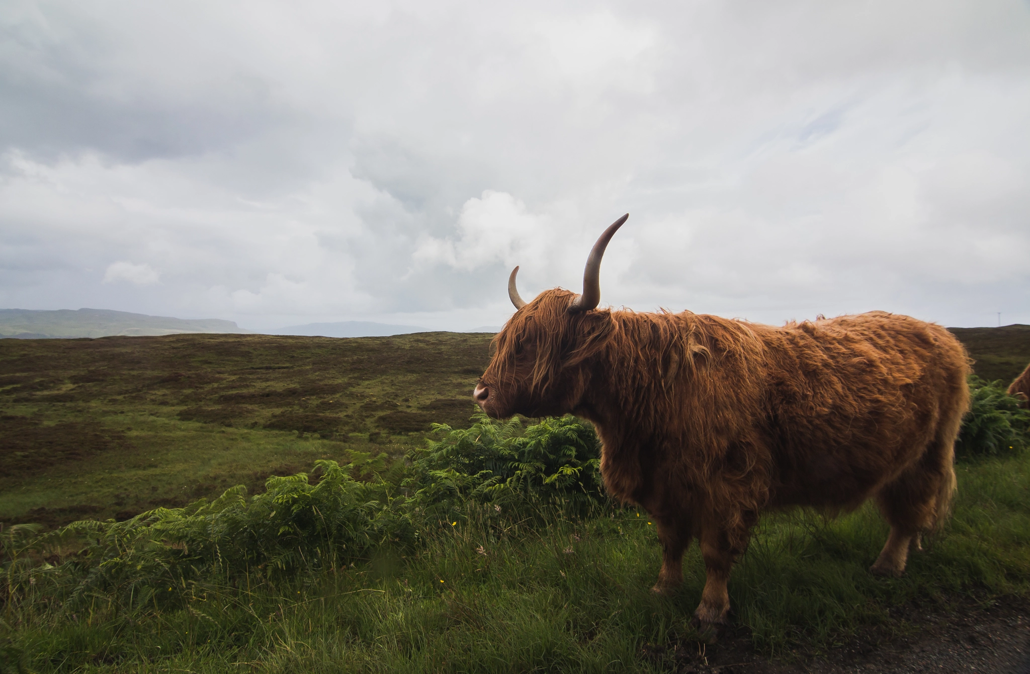 Canon EOS 650D (EOS Rebel T4i / EOS Kiss X6i) sample photo. Highland coo photography