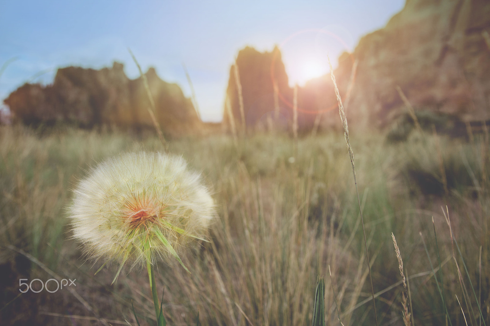 Canon EF-S 17-55mm F2.8 IS USM sample photo. Dandelion photography