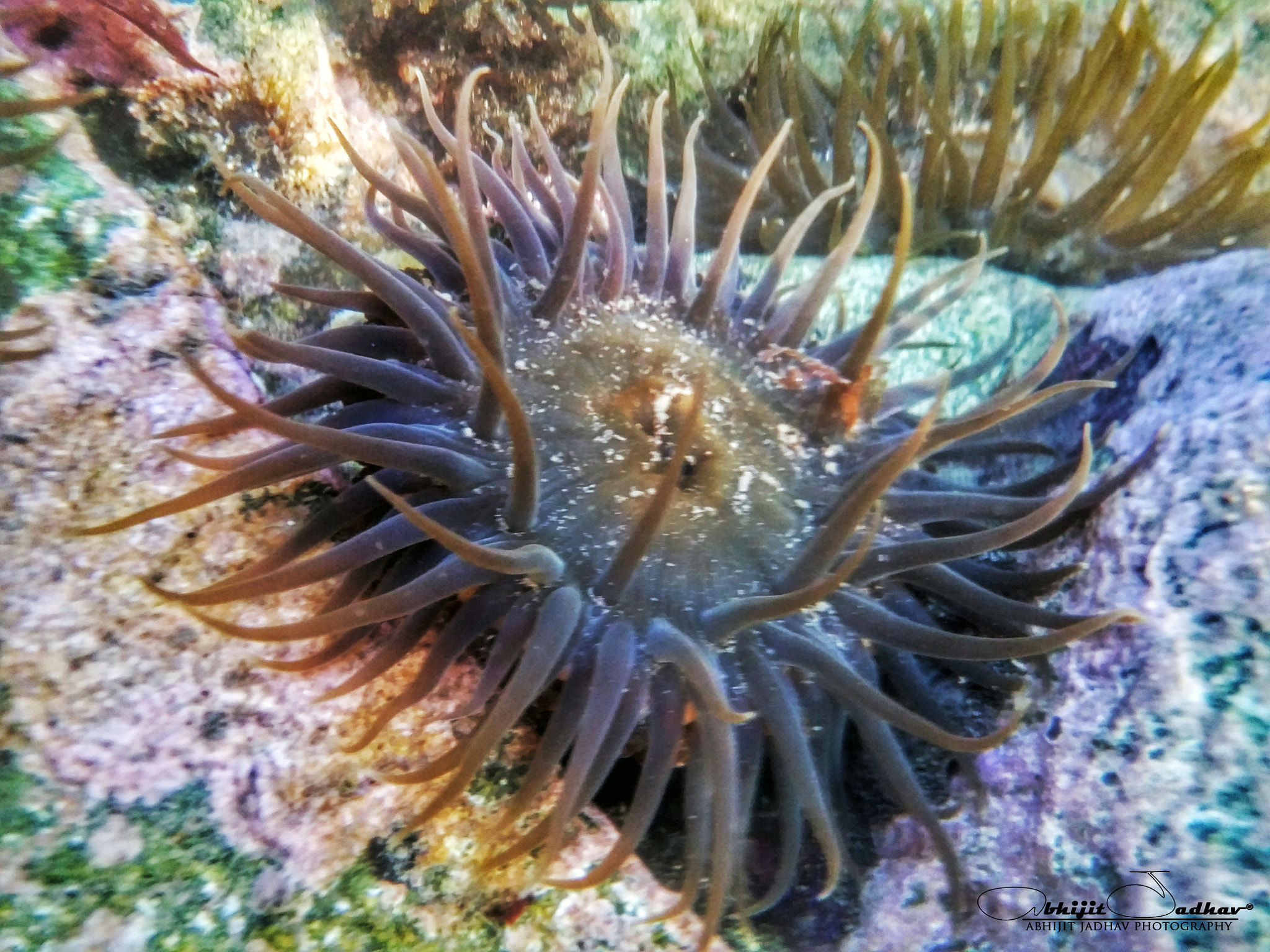 LG G3 CAT.6 sample photo. Underwater photography