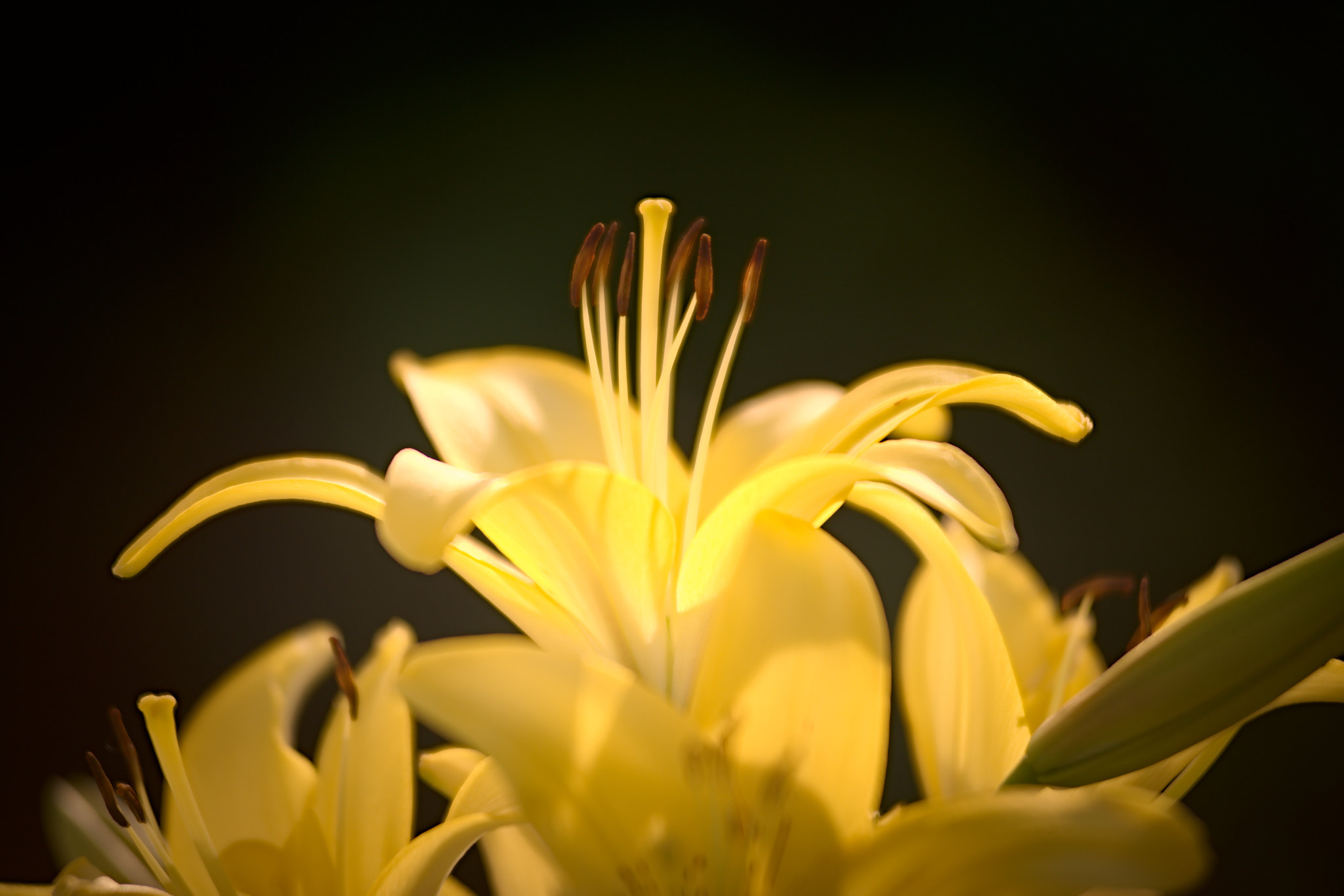 AF Zoom-Nikkor 80-200mm f/2.8 ED sample photo. Lily photography