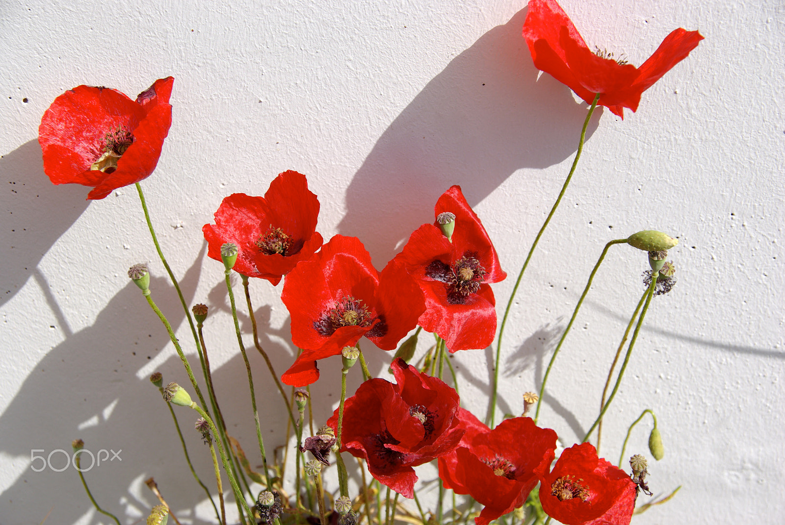 Pentax K10D sample photo. Shadows of poppies photography