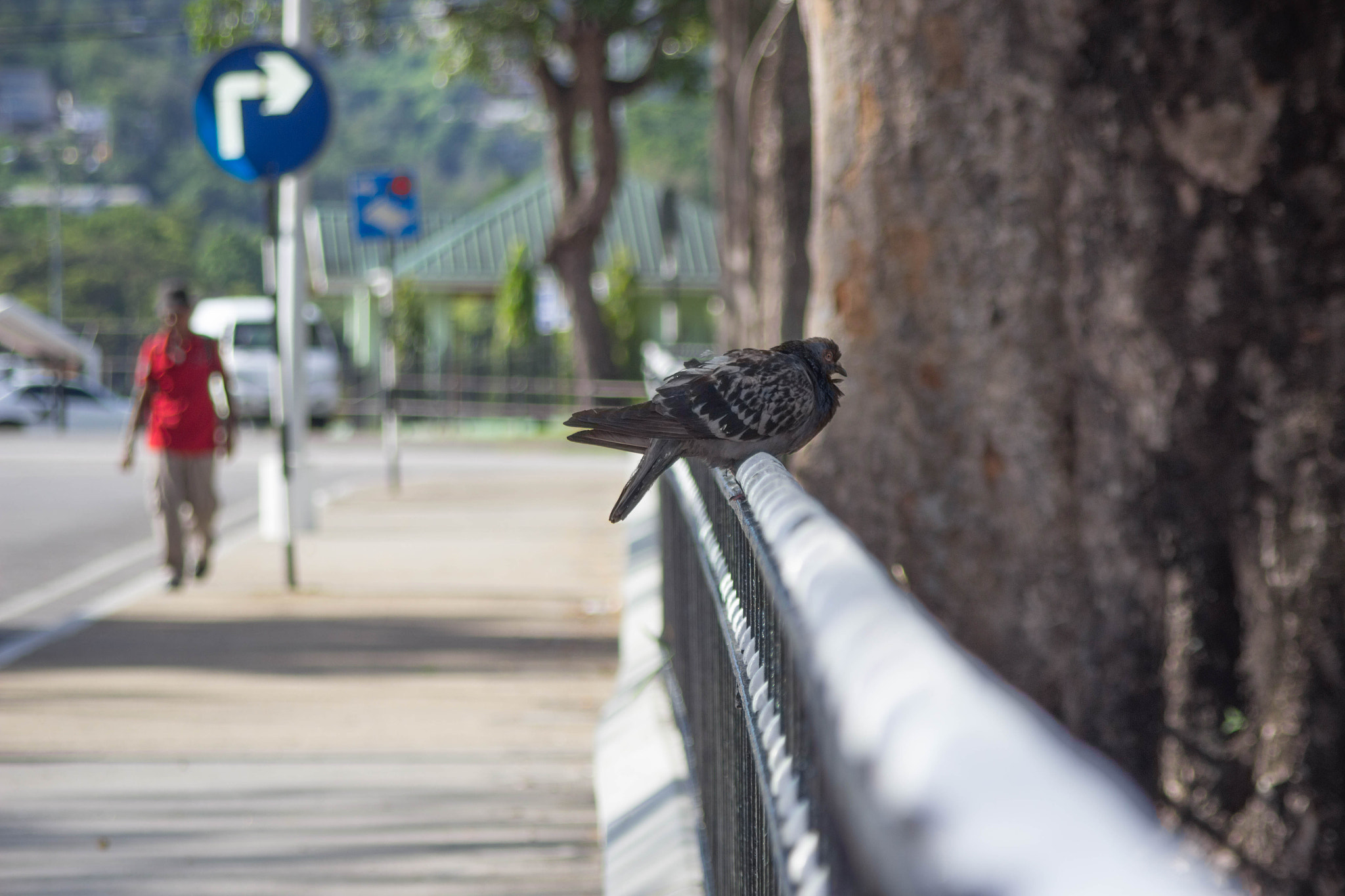 Canon EOS 600D (Rebel EOS T3i / EOS Kiss X5) + Canon EF 35-135mm f/4-5.6 USM sample photo. Pigeon on a rail photography