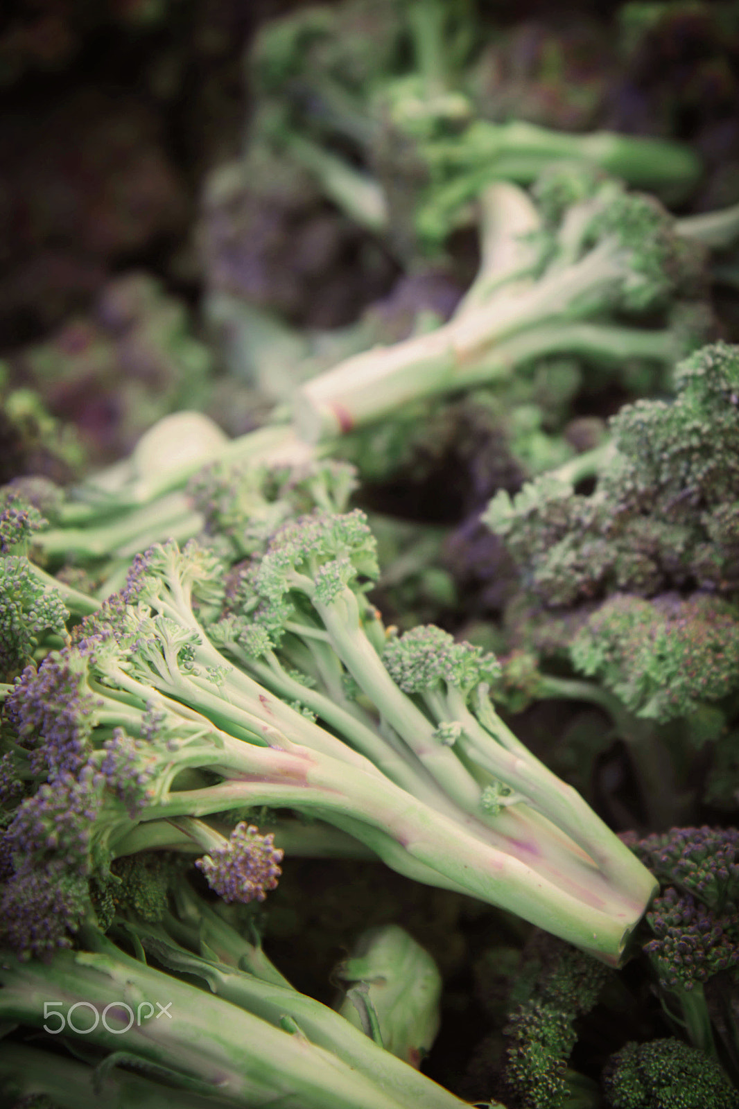 Canon EF-S 17-55mm F2.8 IS USM sample photo. Broccoli love photography