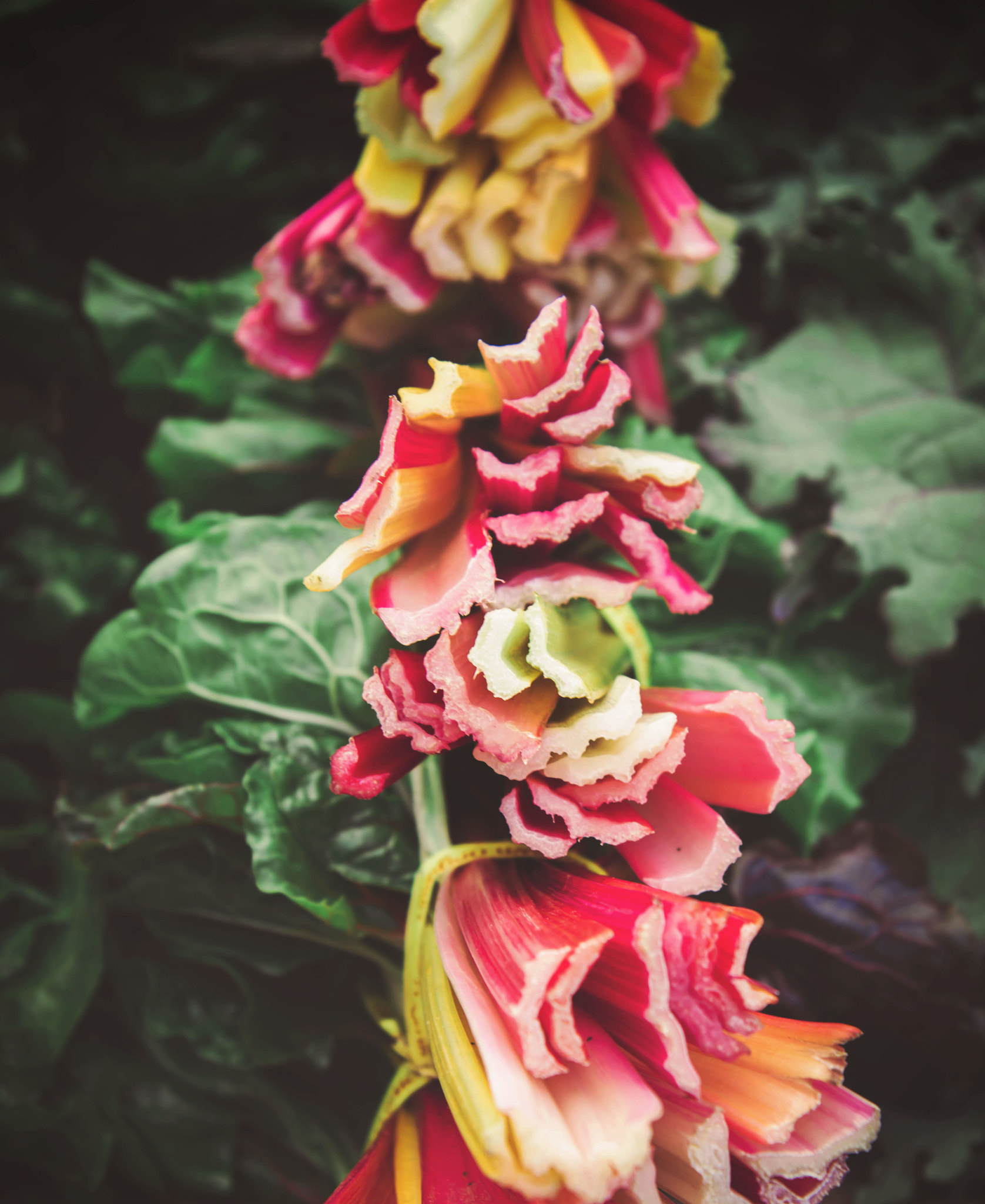 Canon EF-S 17-55mm F2.8 IS USM sample photo. Market veggies photography