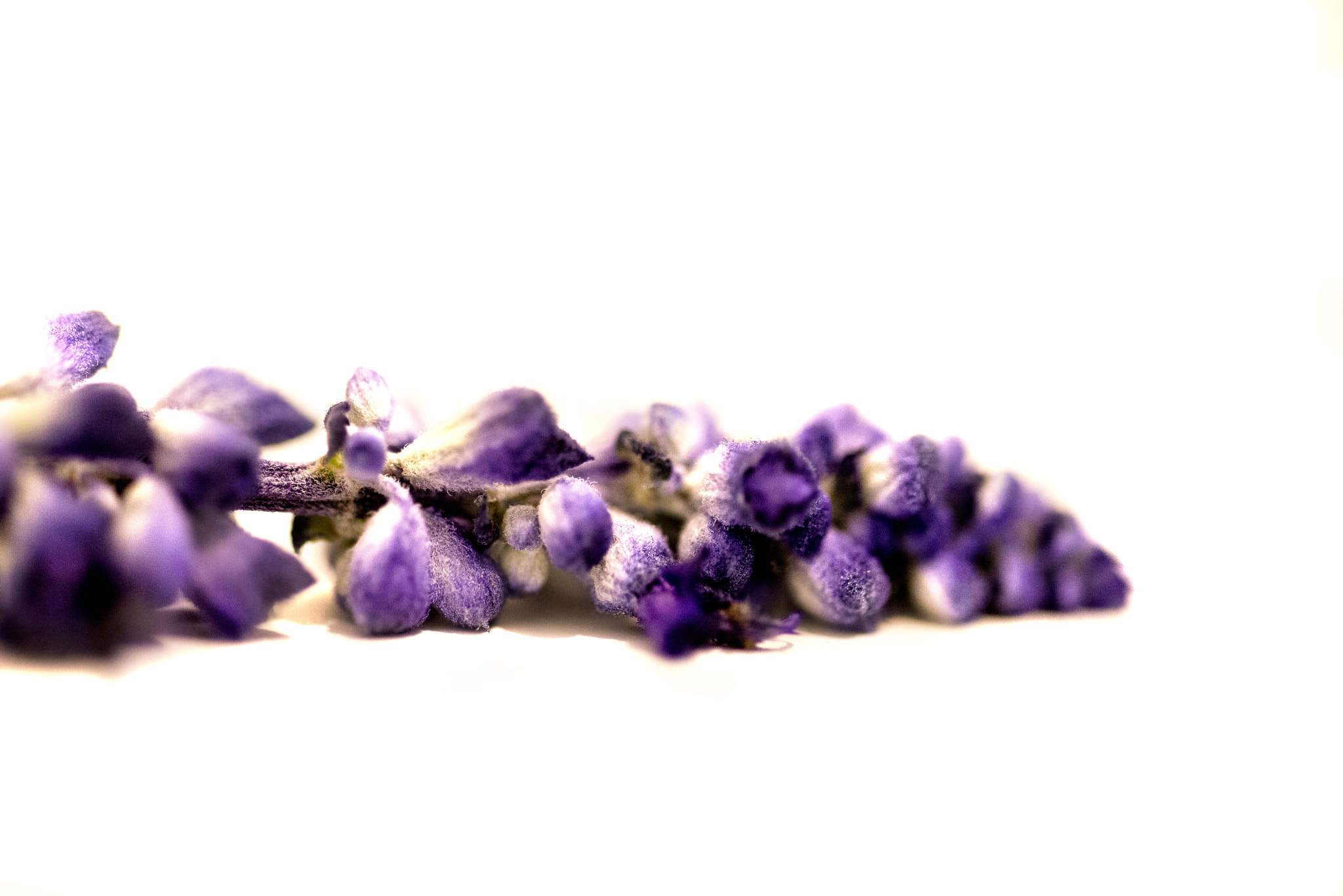 Sigma 105mm F2.8 EX DG OS HSM sample photo. Purple zen photography