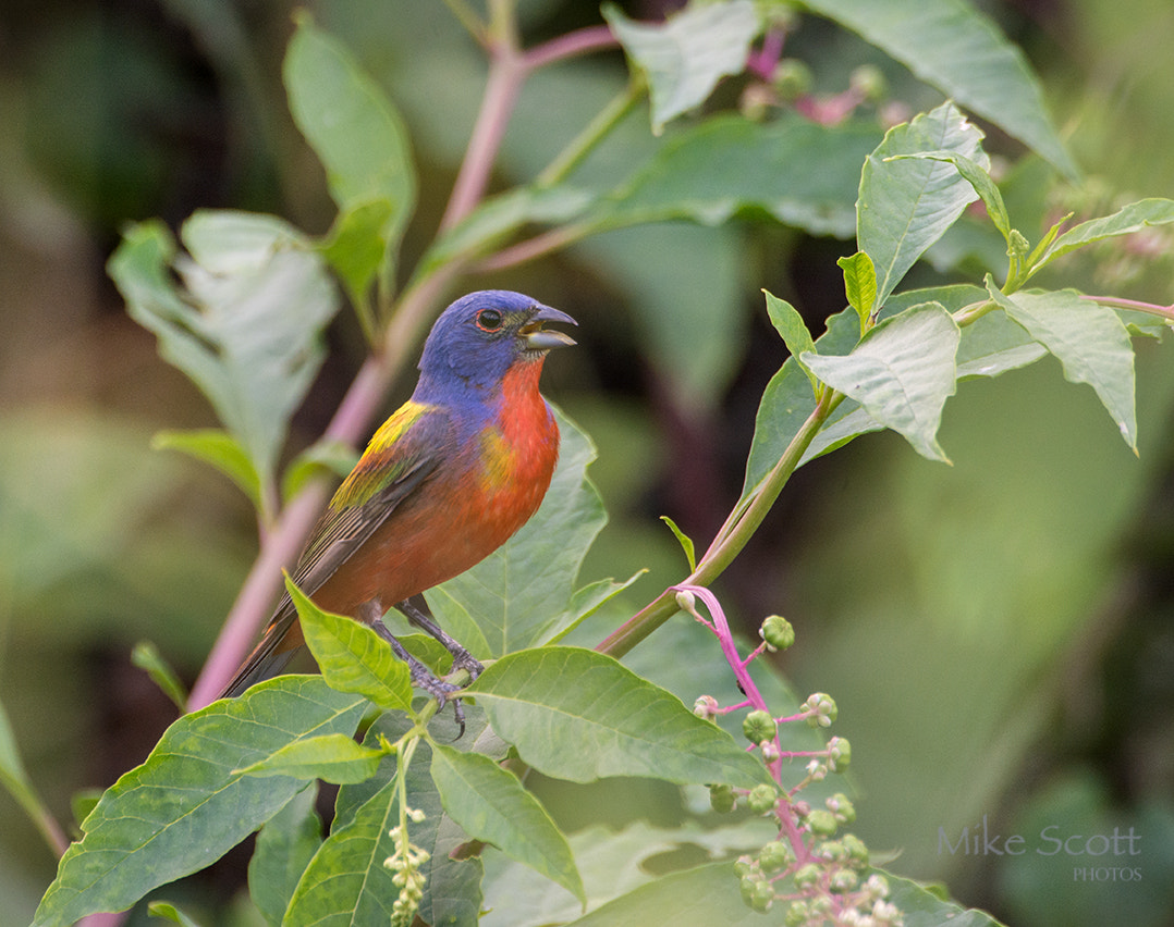 Nikon D7100 + Nikon AF-S Nikkor 500mm F4G ED VR sample photo. Perched bunting photography