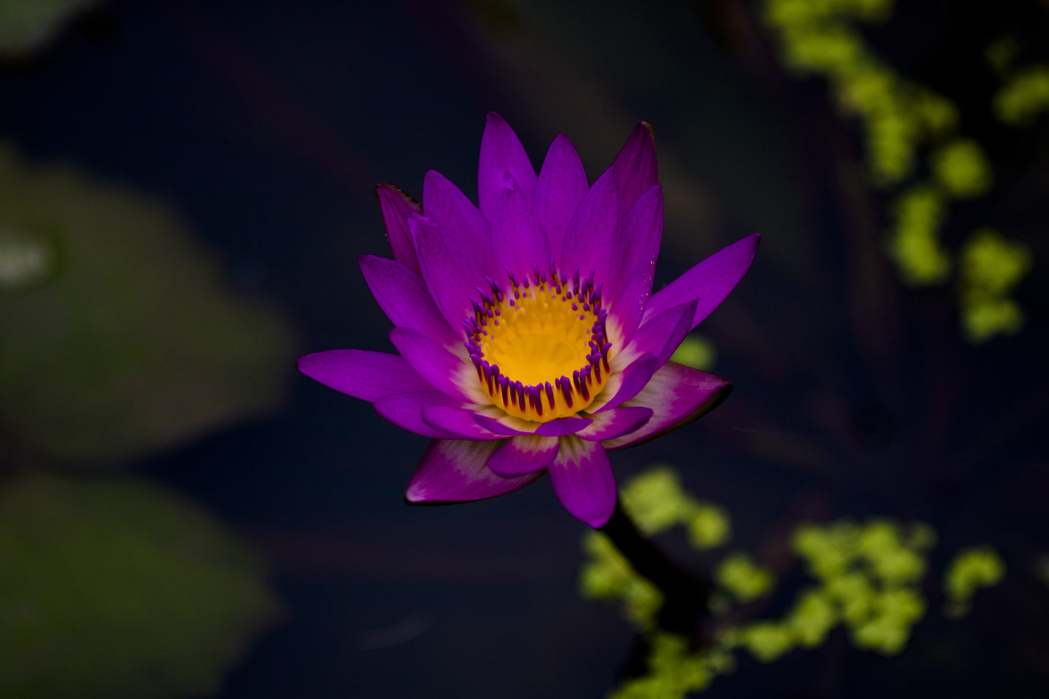 Canon EF 135mm F2L USM sample photo. 盛夏光年 photography